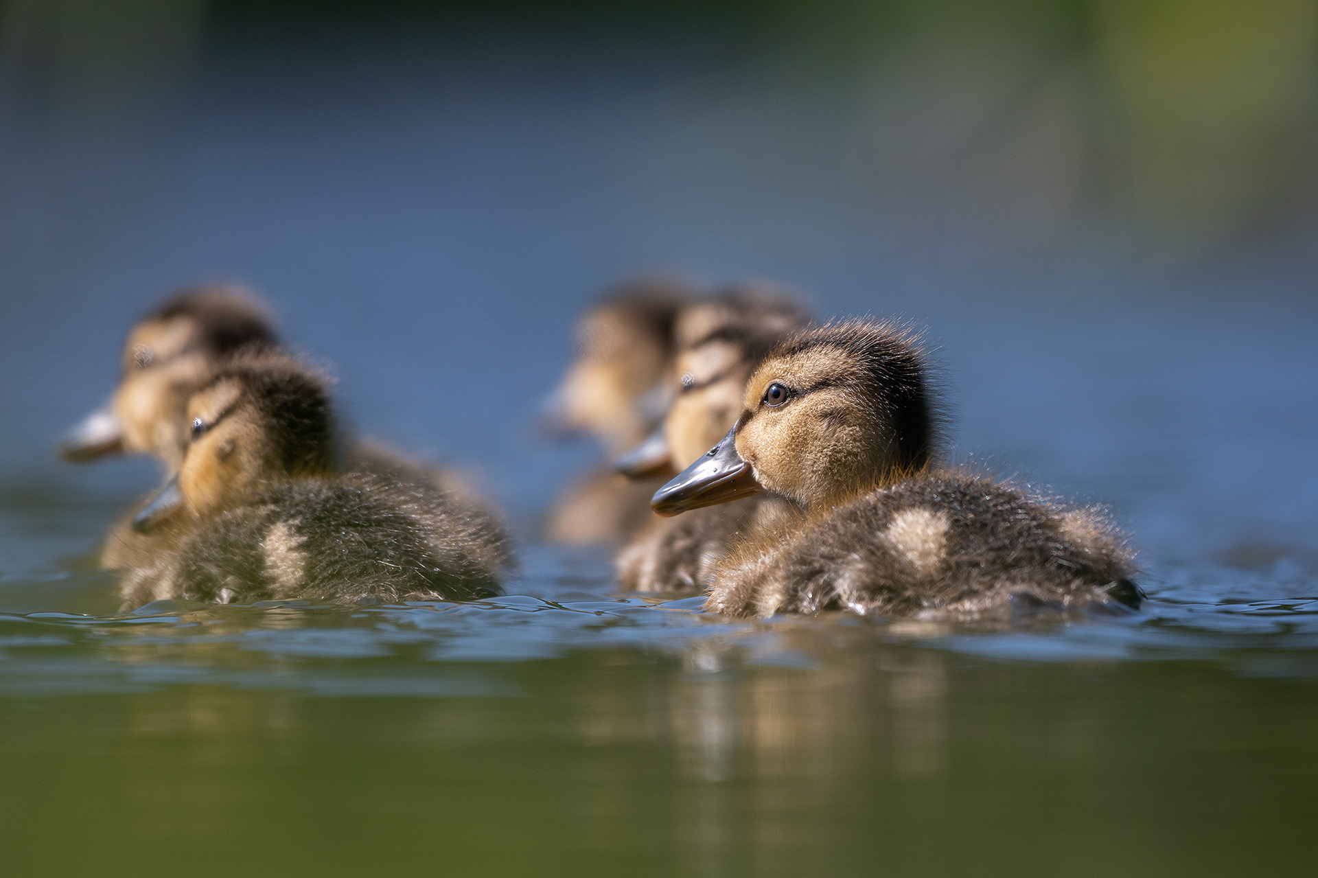 Ducklings, Marshall Springs ponds, Fish Creek Provincial Park, Calgary, AB