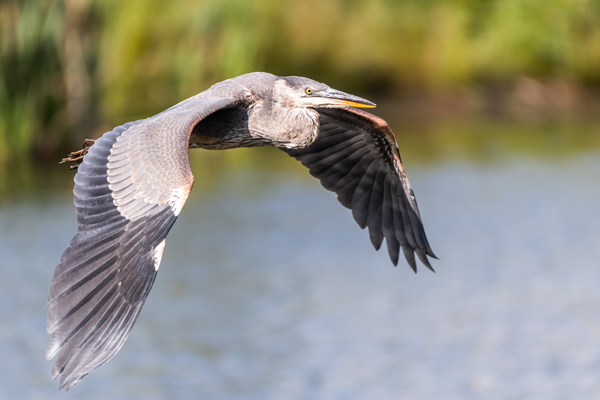 Great Blue Heron (in flight), Marshall Springs - Fish Creek Prov. Park, Calgary, AB