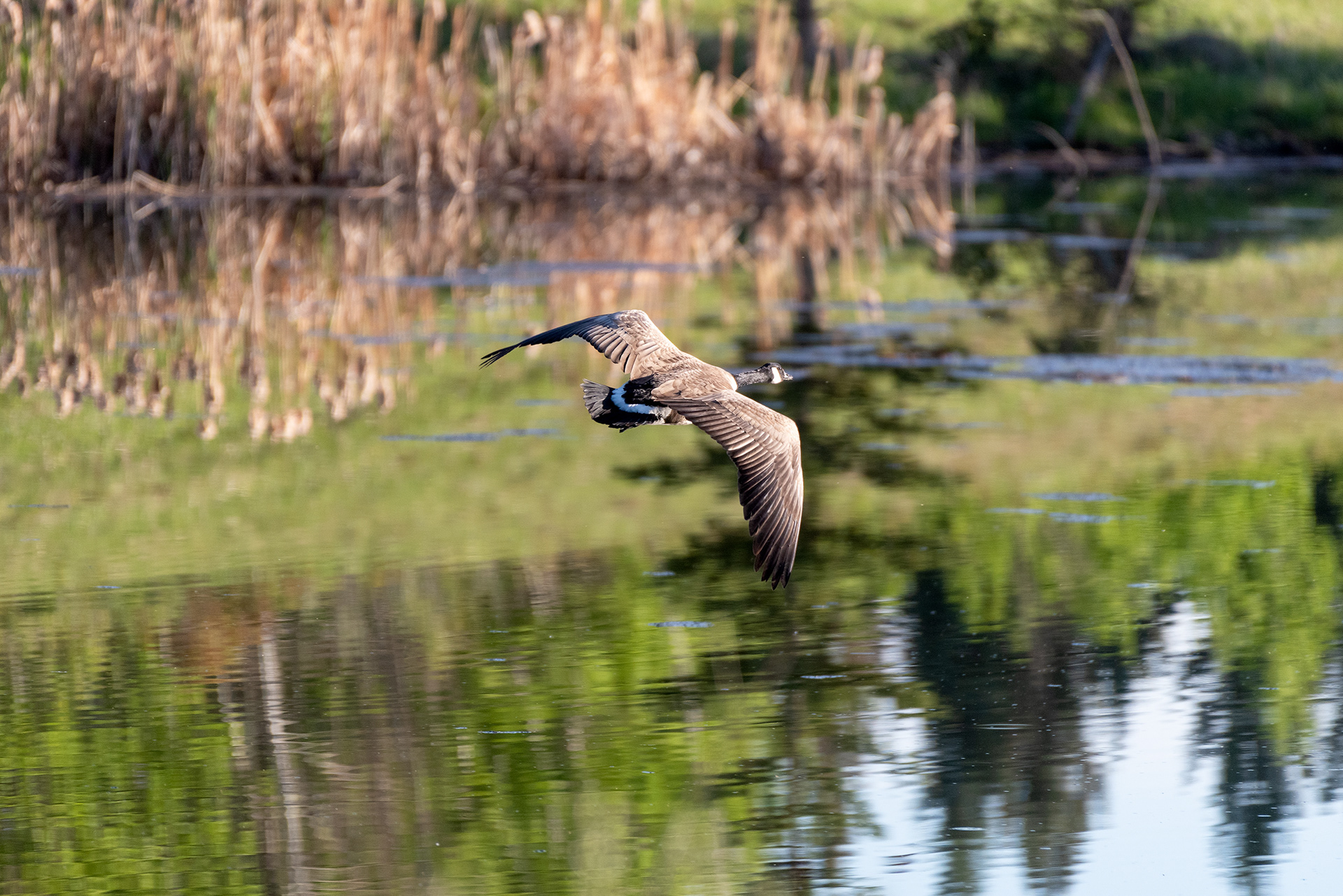 Canada goose, Marshall Springs, Fish Creek Provincial Park, Calgary, Alberta