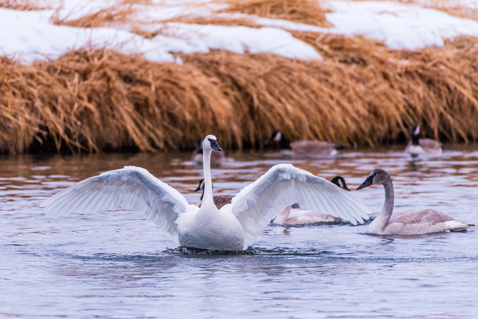 Trumpeter Swans and Canada Geese near Mallard Point, Fish Creek Prov. Park, Calgary, AB