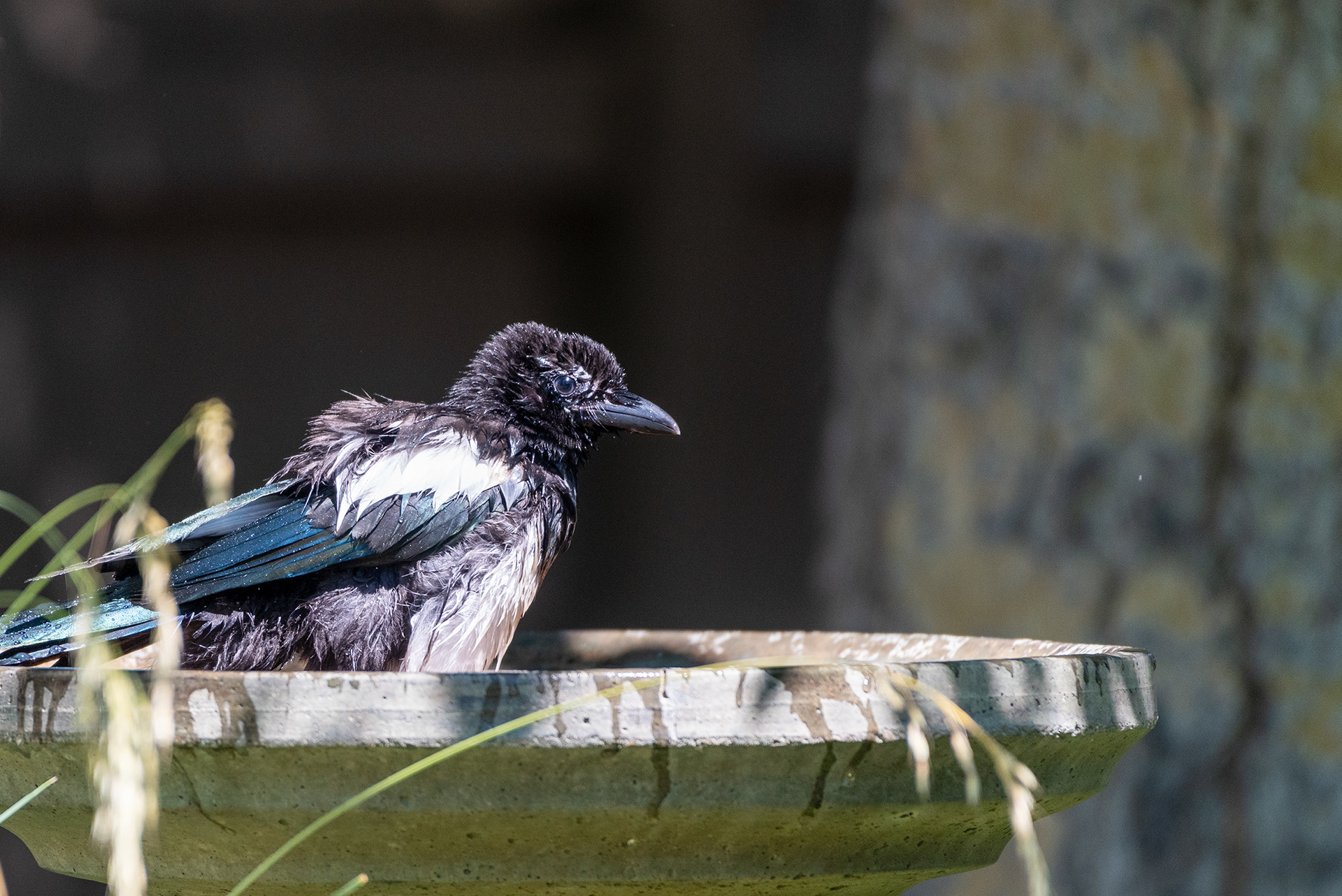 Black-billed Magpie in the birdbath