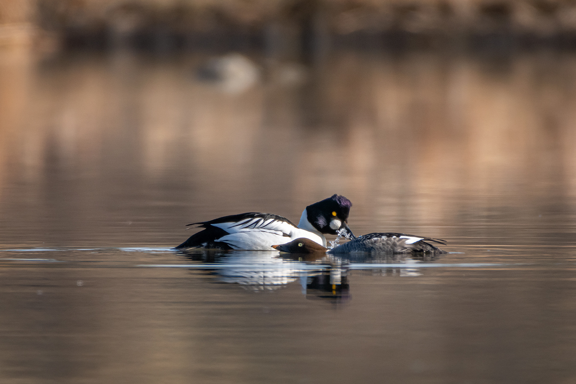 Common Goldeneye pair, Marshall Springs, Fish Creek Provincial Park, Calgary, AB
