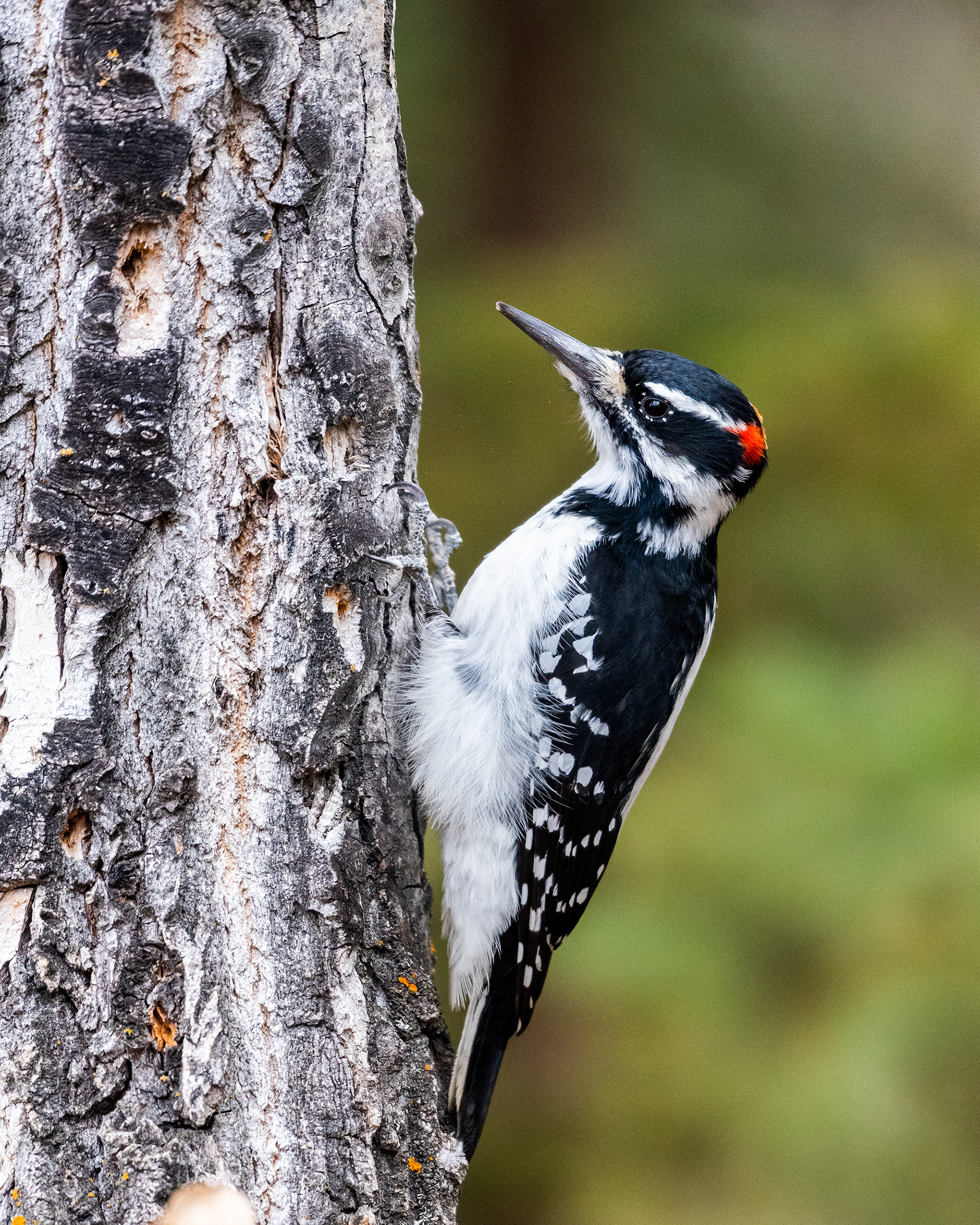 Hairy Woodpecker (male) near the Marshall Springs ponds in Fish Creek Provincial Park