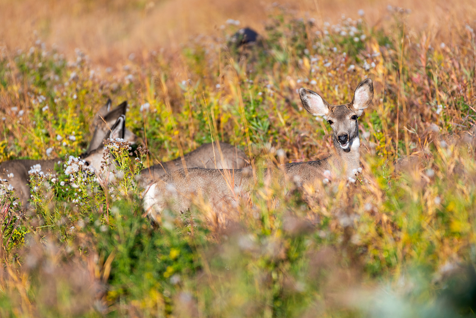 Mule deer at the Marshall Springs ponds in Fish Creek Provincial Park
