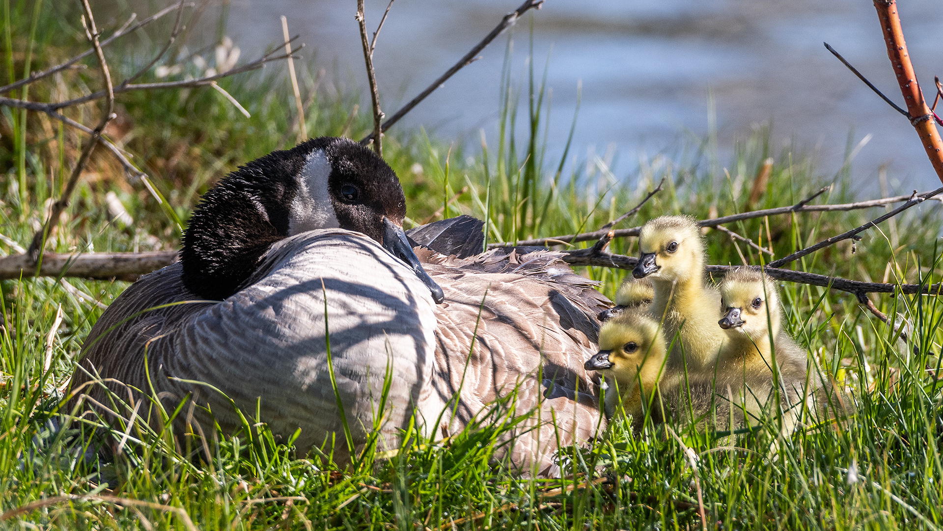 Canada Goose with goslings, Inglewood Bird Sanctuary & Nature Centre, Calgary, Alberta