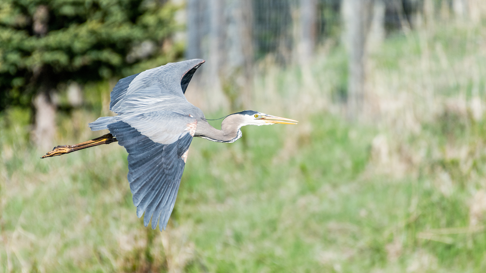 Great Blue Heron (in flight) at the Marshall Springs ponds in Fish Creek Provincial Park, Calgary, Alberta