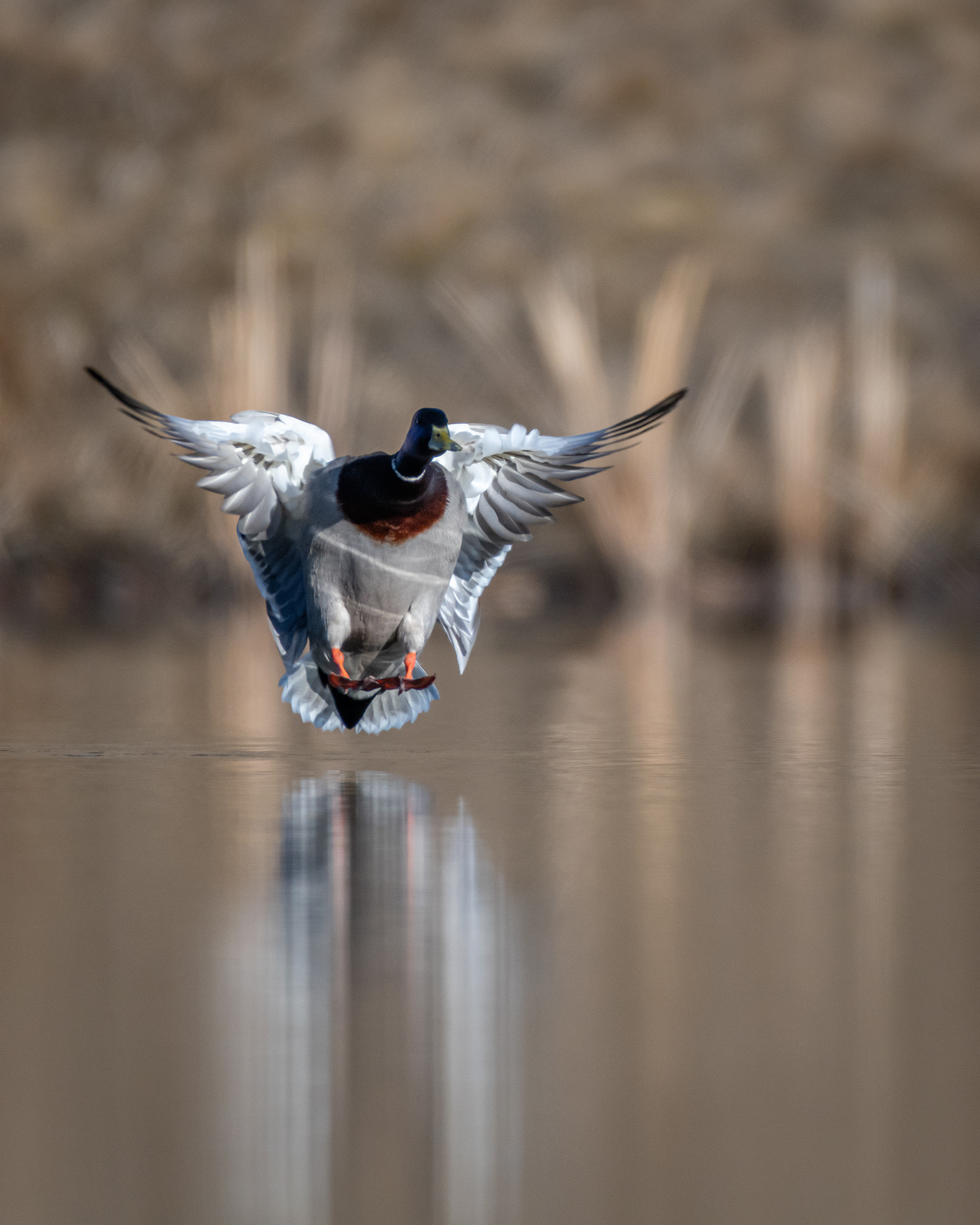 Mallard (male), Marshall Springs, Fish Creek Provincial Park, Calgary, AB