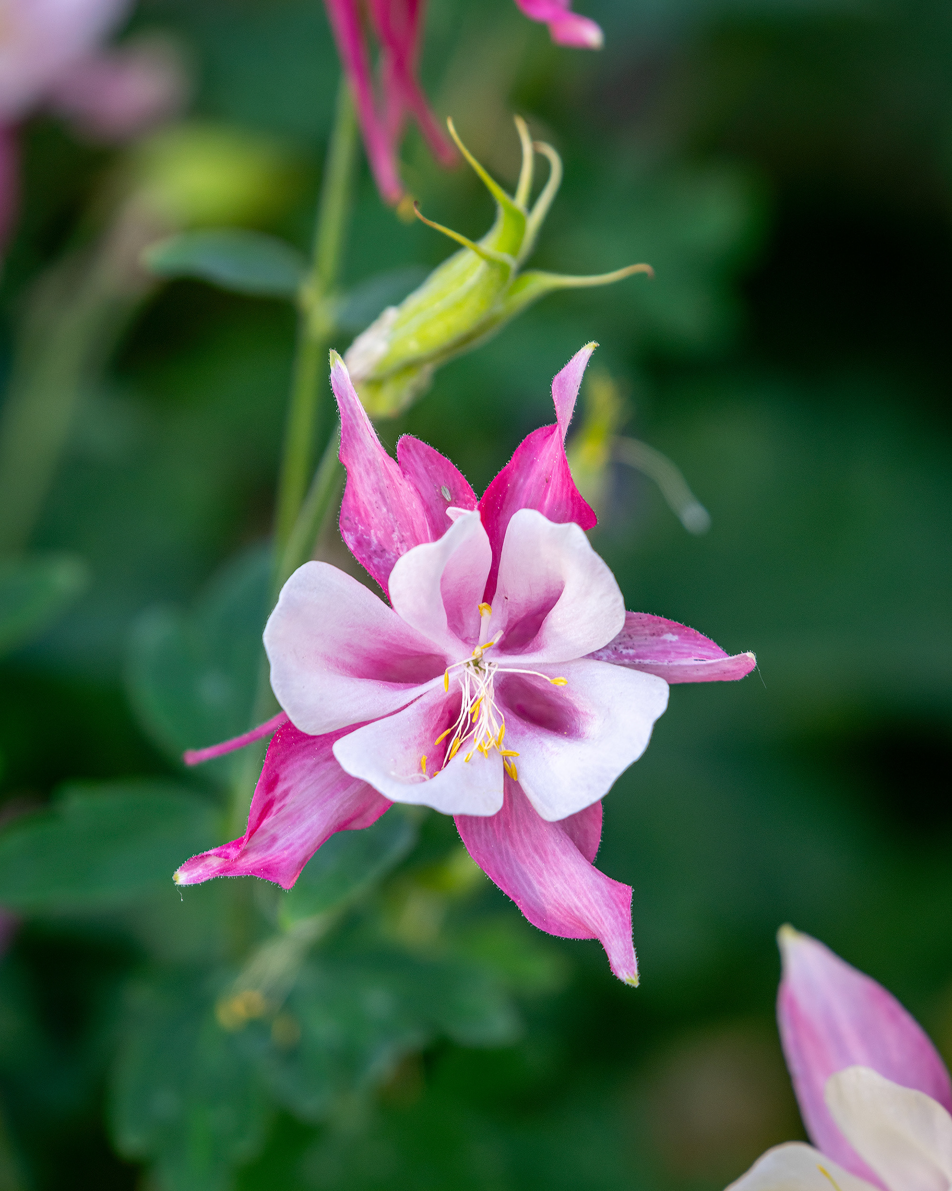 Flower, Fairview, Calgary, AB