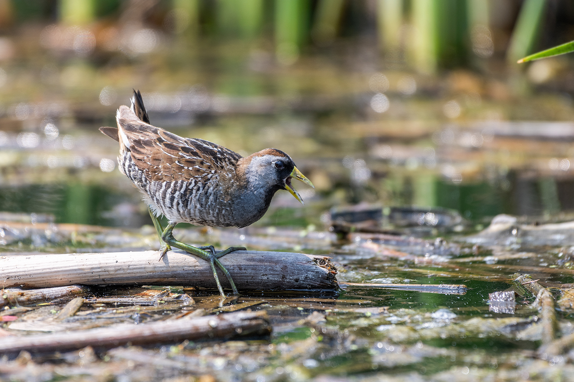 Sora at the ponds in Marshall Springs - Fish Creek Provincial Park, Calgary, Alberta