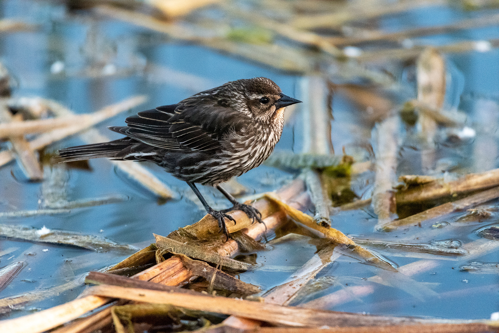 Red-winged Blackbird, Marshall Springs, Fish Creek Provincial Park, Calgary