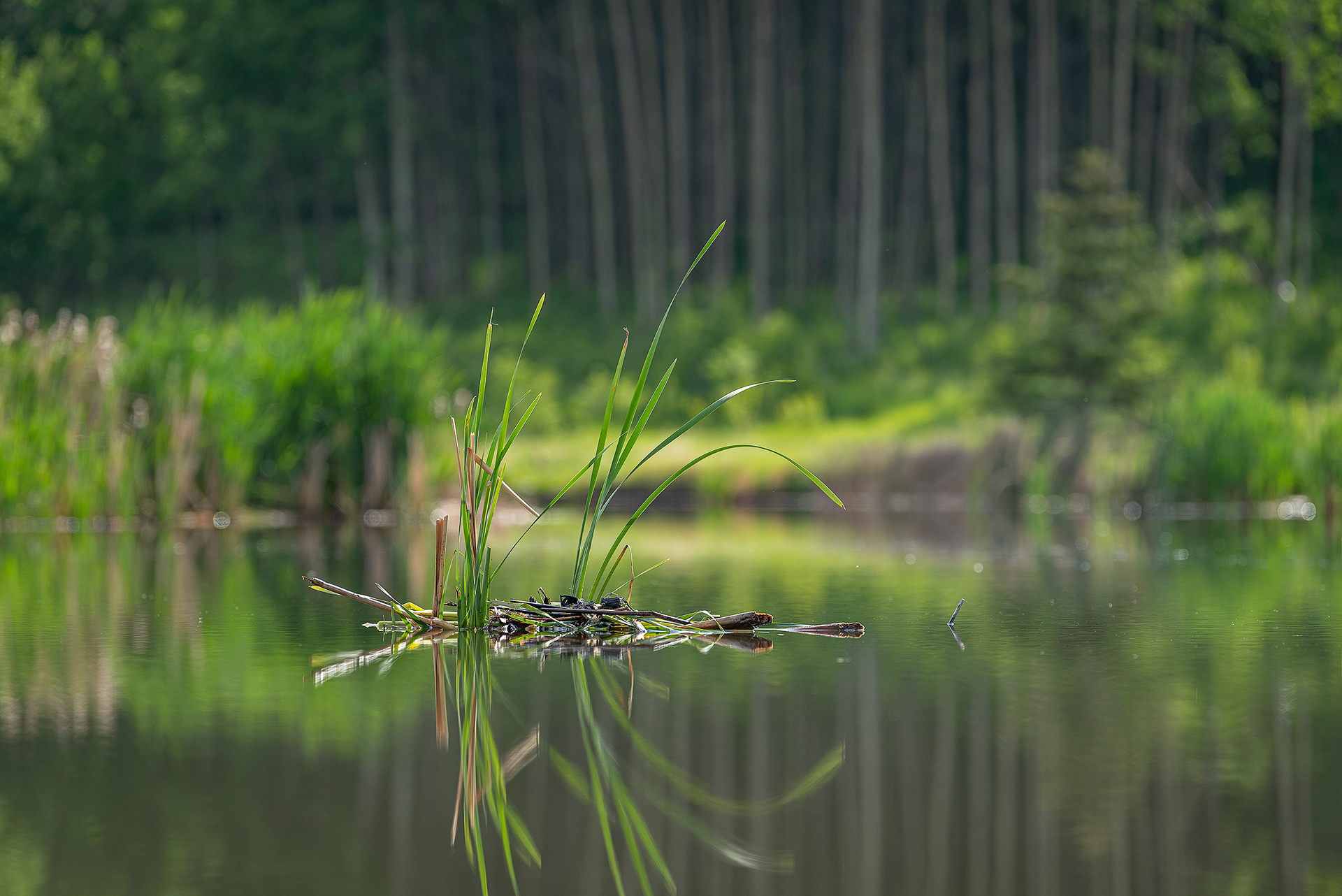 Red-necked Grebe nest, Marshall Springs ponds, Fish Creek Provincial Park, Calgary, AB