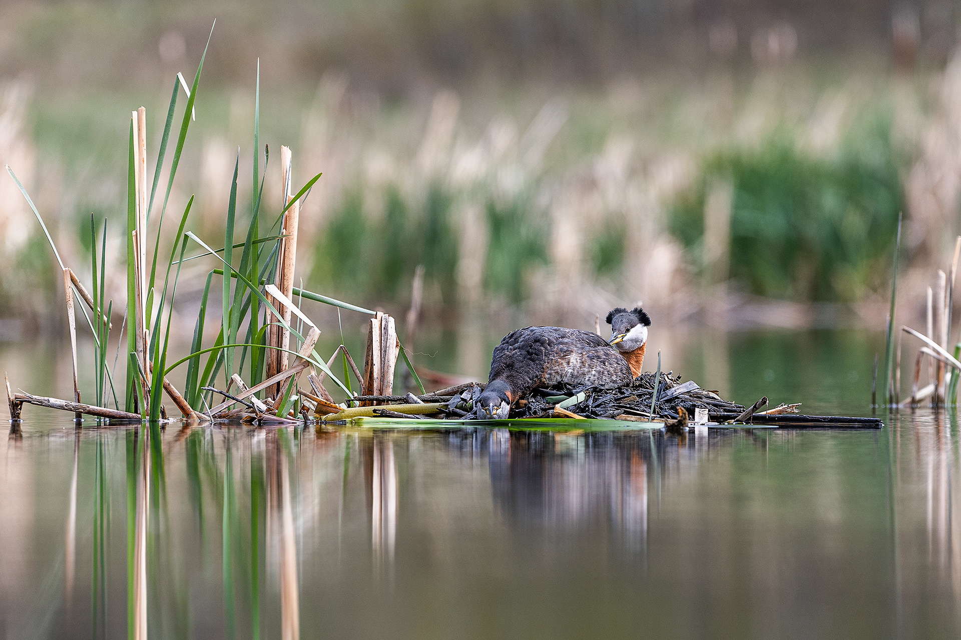 Red-necked Grebe pair courting at the Marshall Springs ponds in Fish Creek Provincial Park