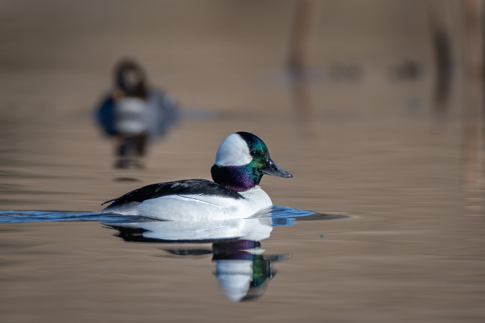 Bufflehead (male), Marshall Springs, Fish Creek Provincial Park, Calgary, AB