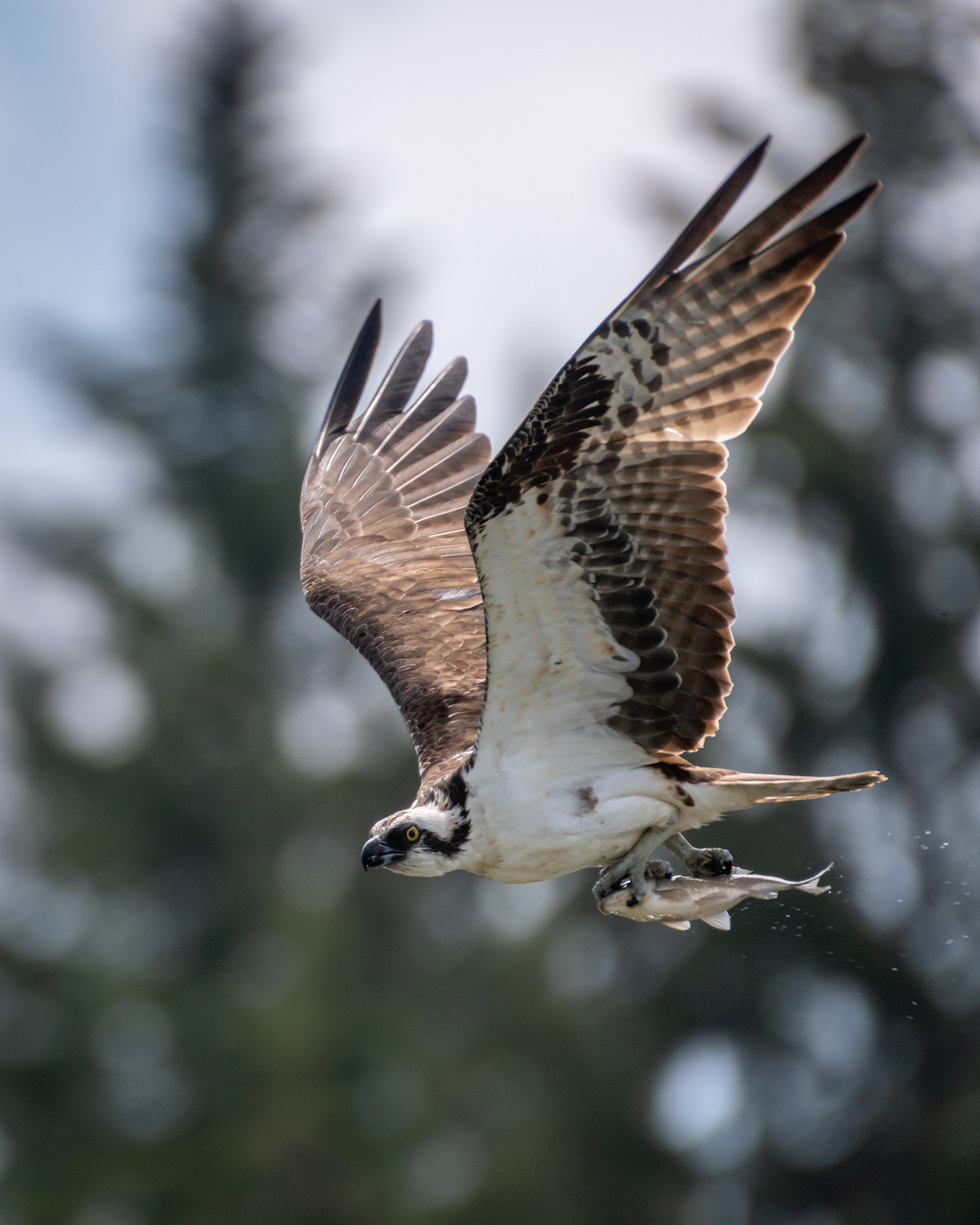 Osprey (in flight) with a fish, Marshall Springs ponds, Fish Creek Provincial Park, Calgary, AB