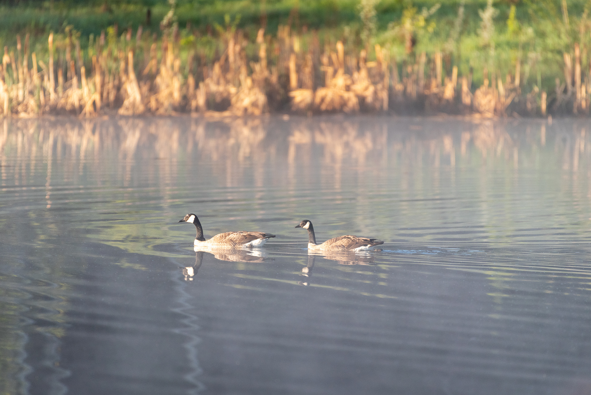 Canada Geese, Marshall Springs, Fish Creek Provincial Park, Calgary, Alberta