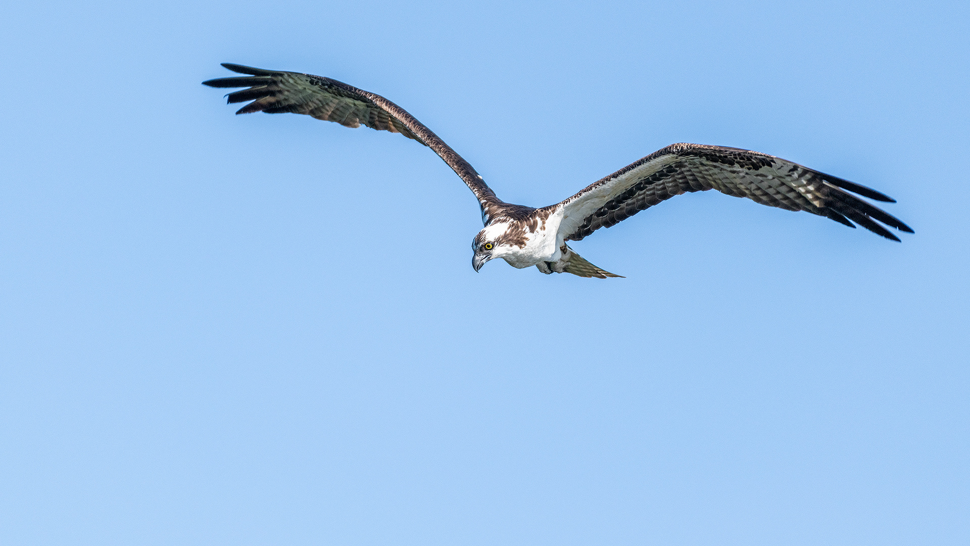 Osprey in flight, Marshall Springs - Fish Creek Prov. Park, Calgary, AB