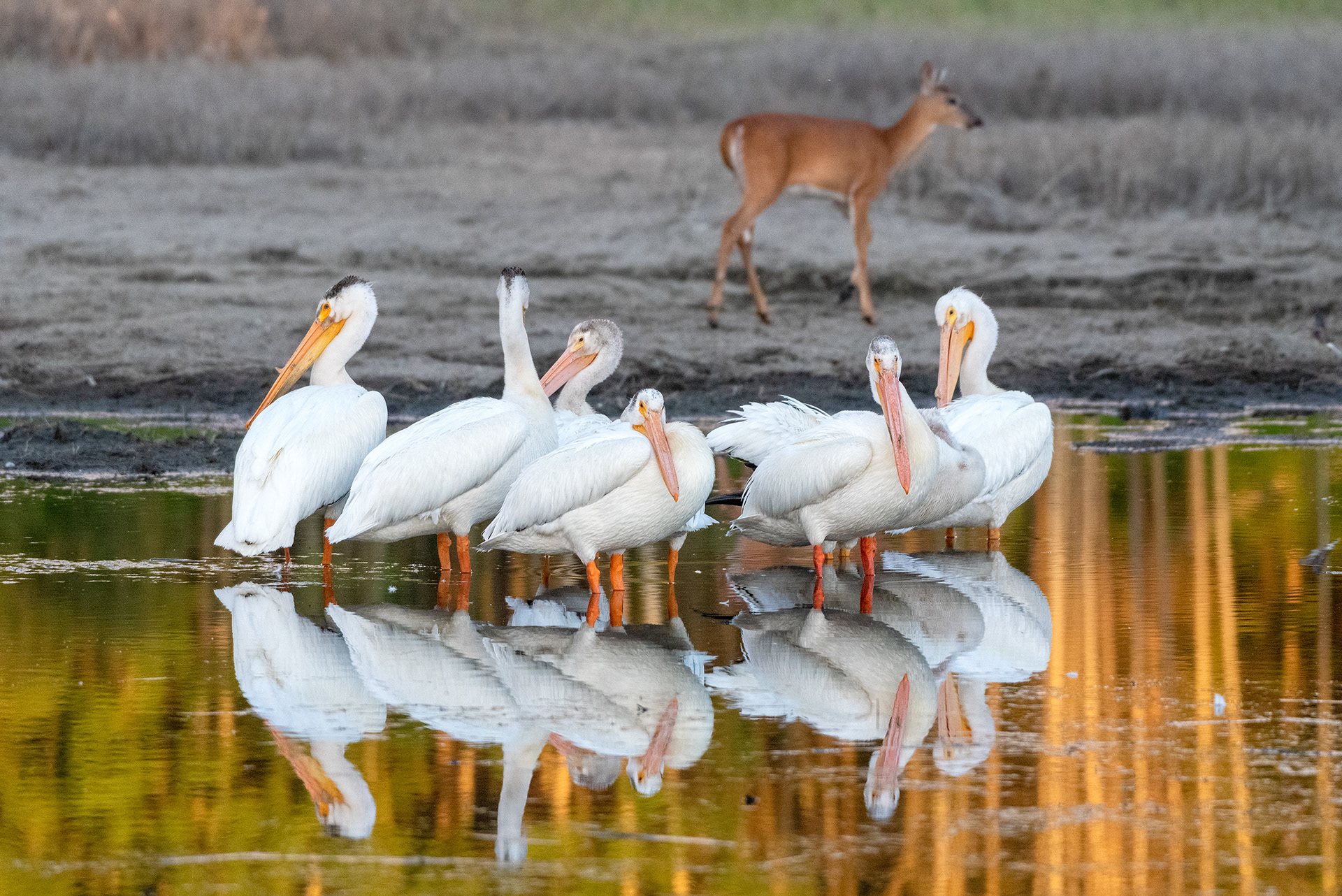 American White Pelicans grooming, deer
