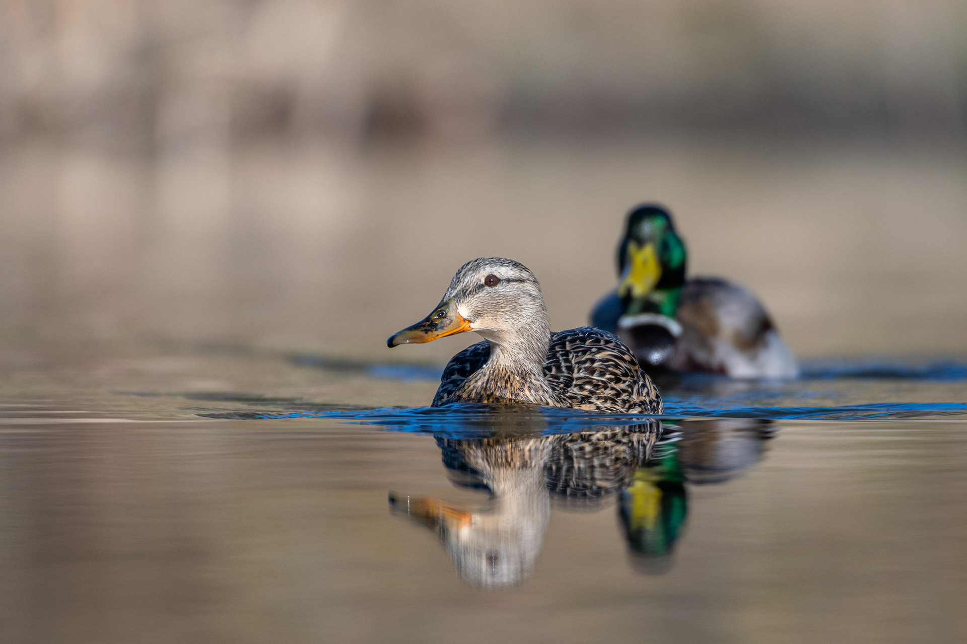 Mallard pair, Marshall Springs, Fish Creek Provincial Park, Calgary, AB