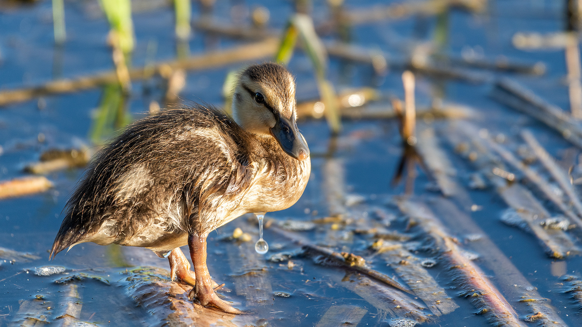 Mallard Duckling at the Marshall Springs ponds in Fish Creek Provincial Park, Calgary, Alberta