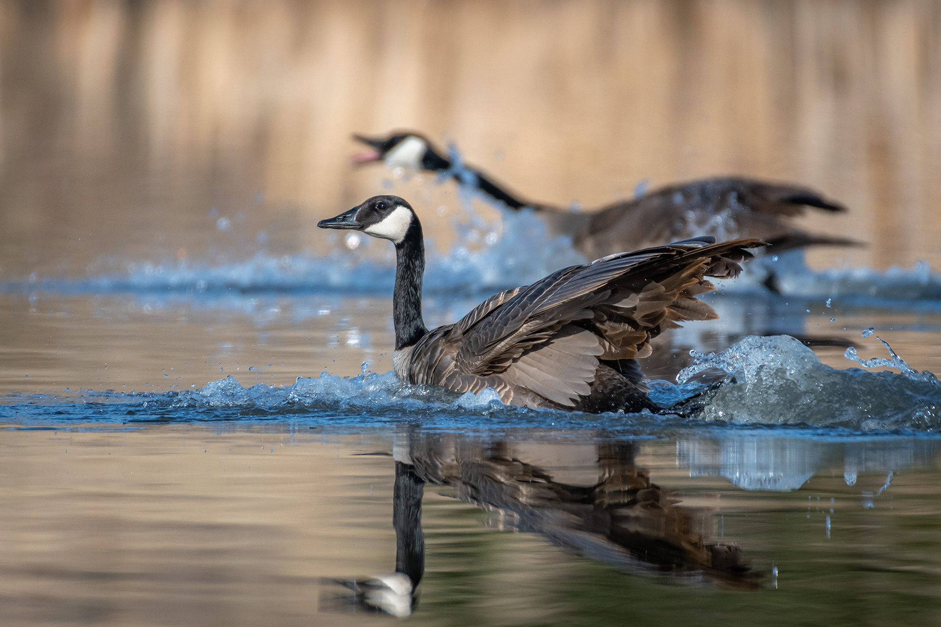 Canada Geese, Marshall Springs, Fish Creek Provincial Park, Calgary, AB