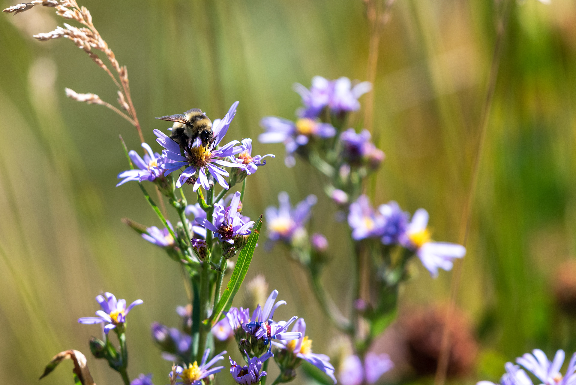 bee