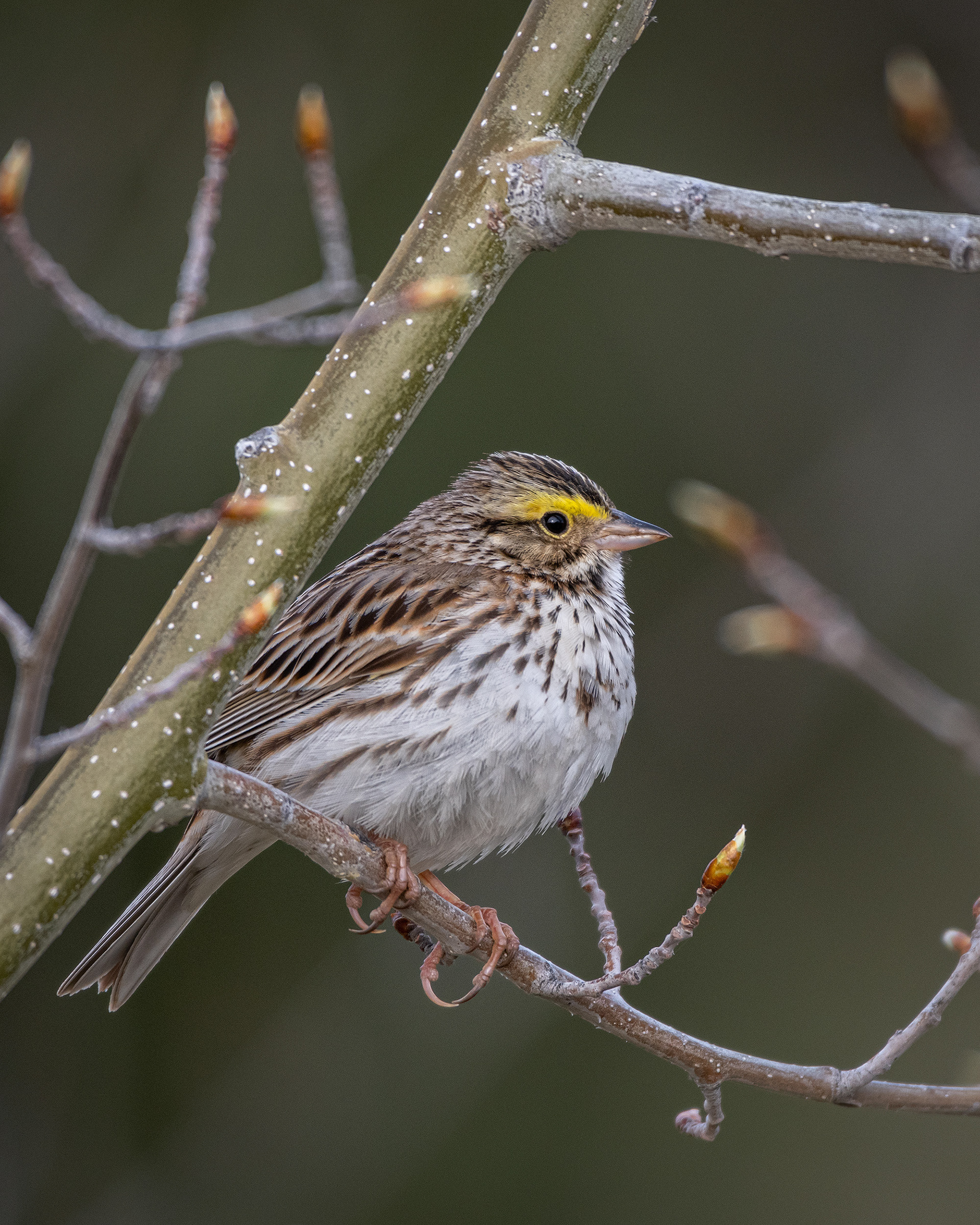 Bird, North Glenmore Park, Calgary, AB