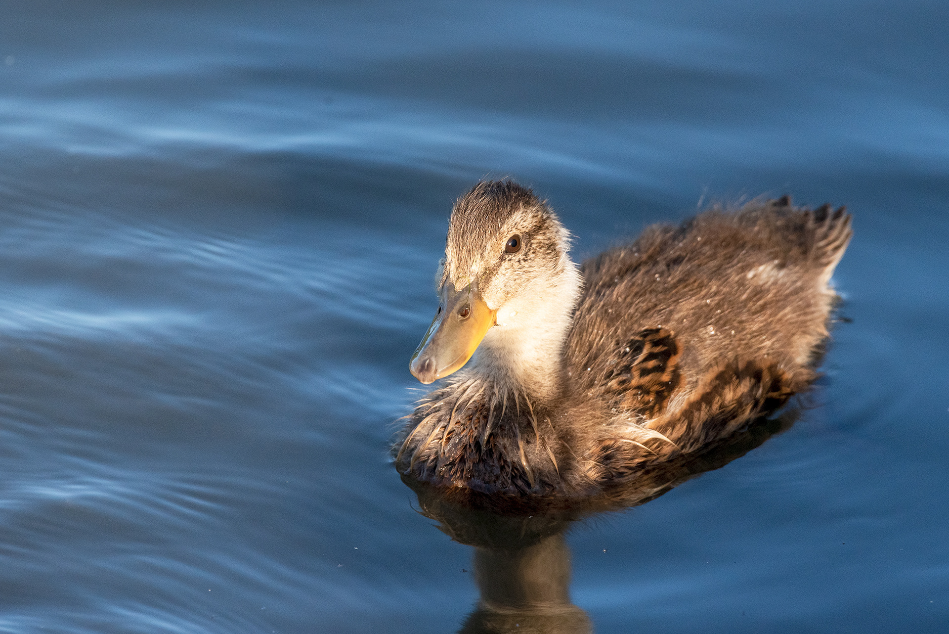 Mallard duckling