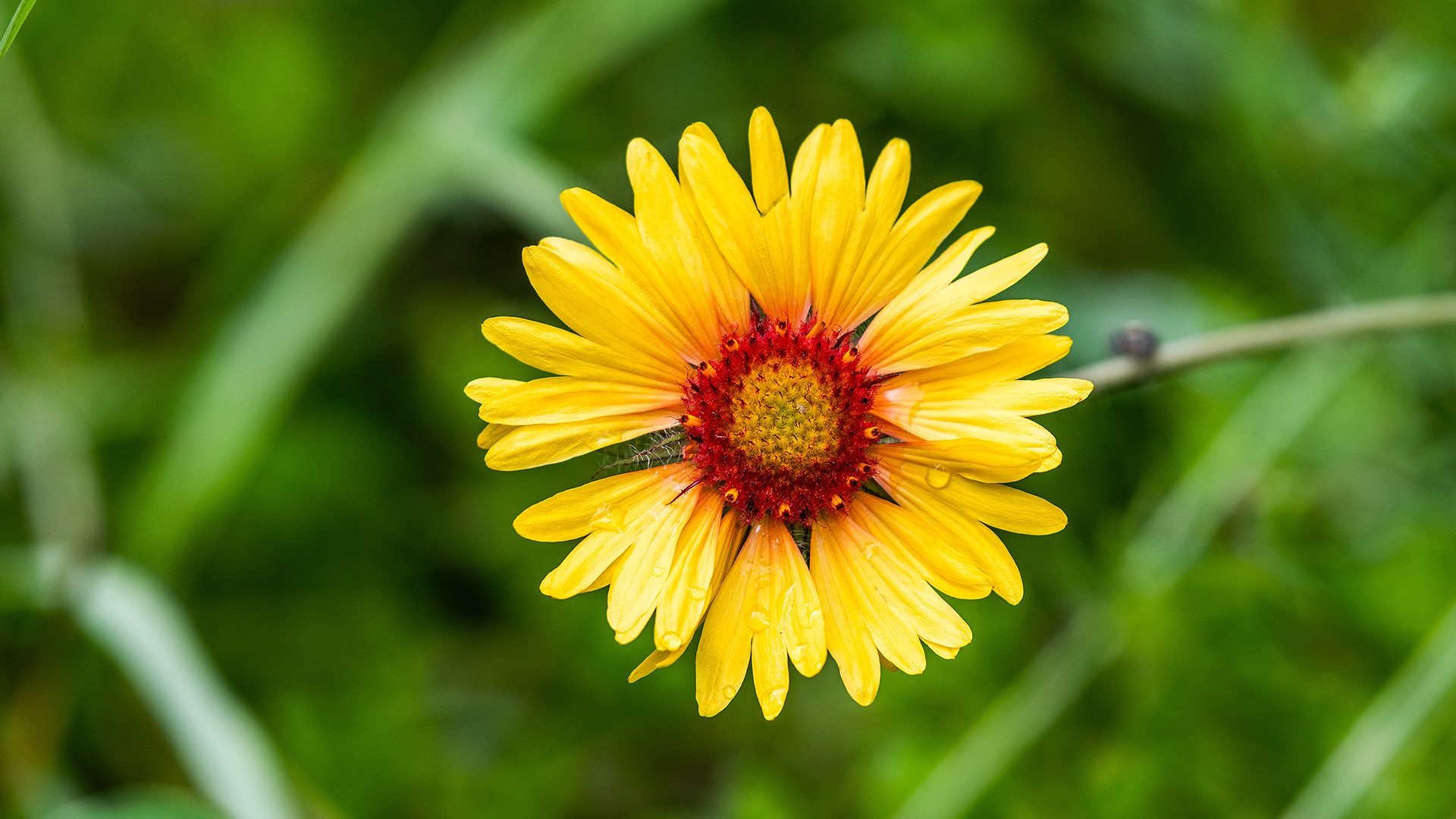 Random Flower, Marshall Springs - Fish Creek Prov. Park, Calgary, AB