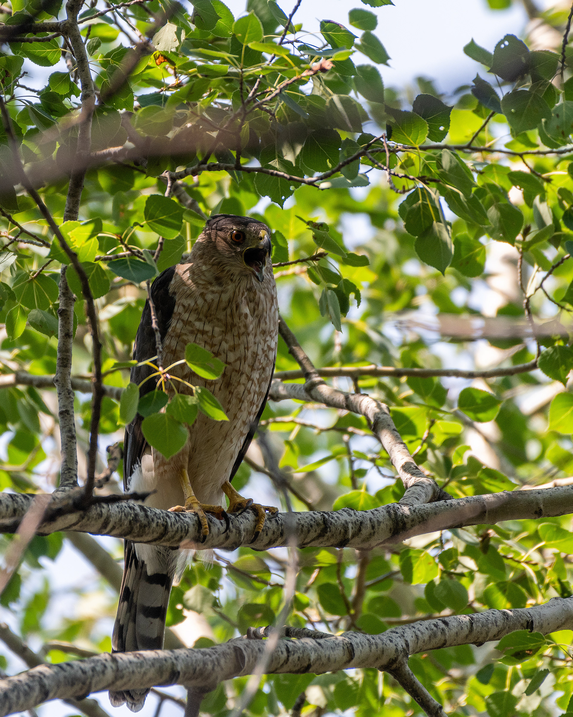 Cooper's Hawk, Marshall Springs - Fish Creek Prov. Park, Calgary, AB
