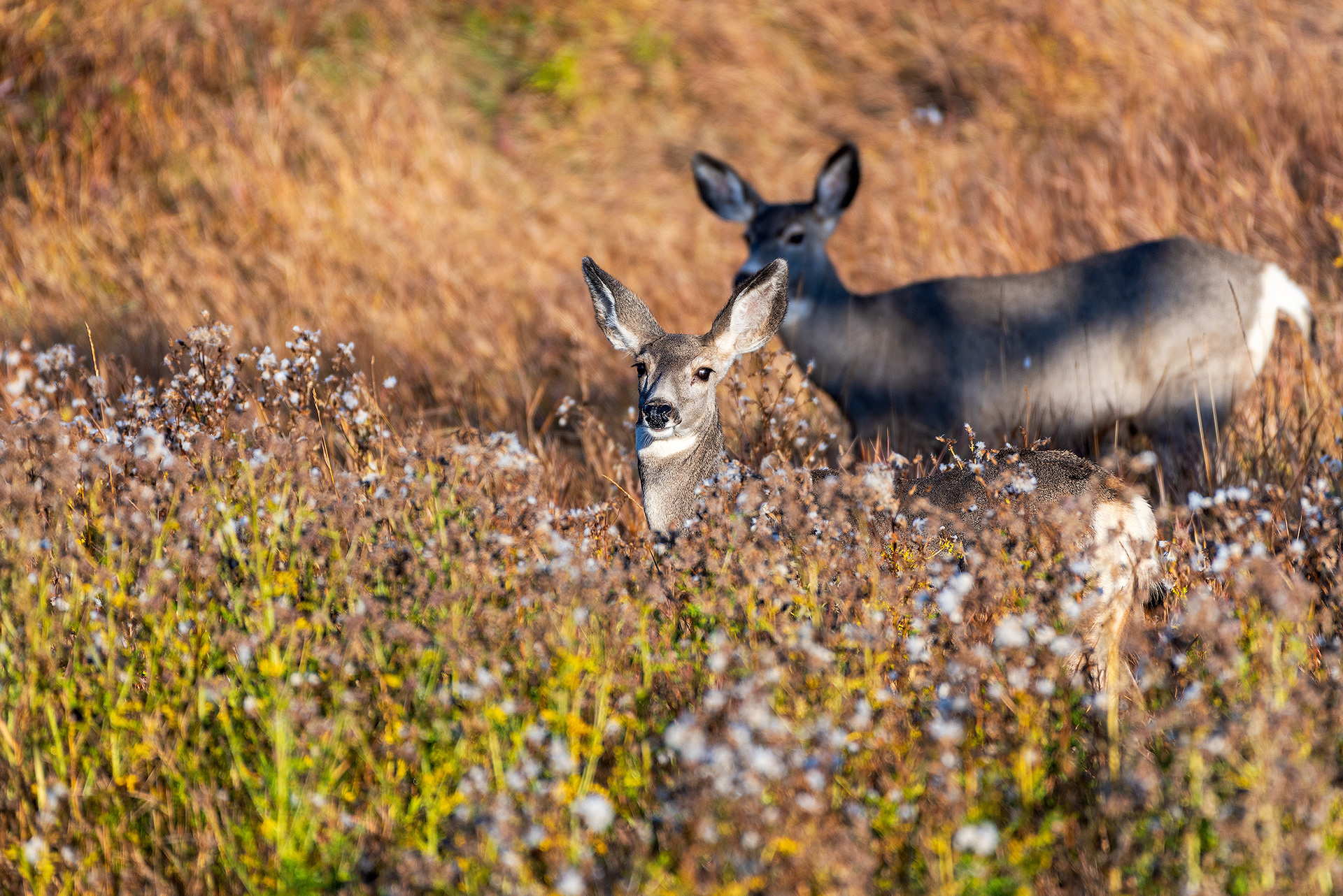 Mule deer at the Marshall Springs ponds in Fish Creek Provincial Park