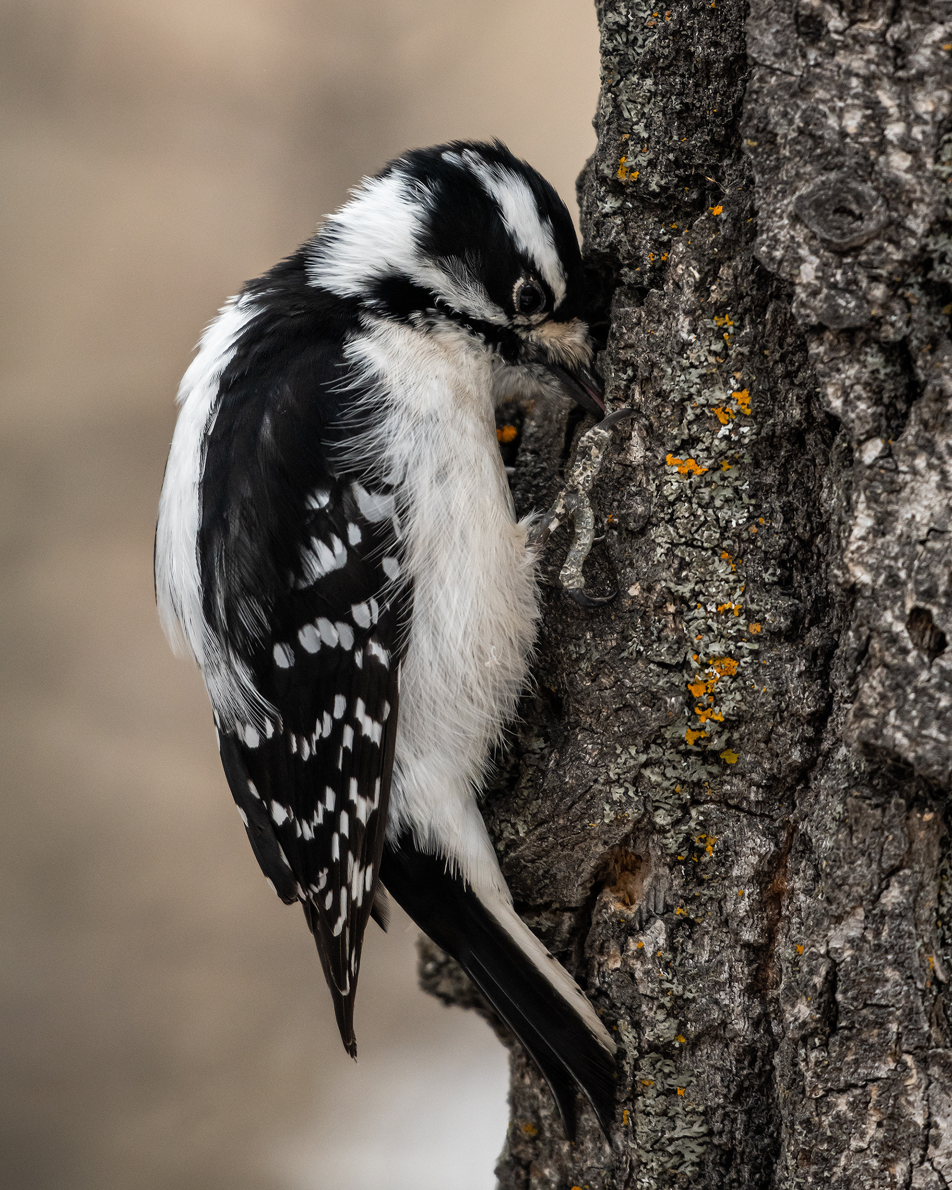 Downy Woodpecker (female), near the Marshall Springs area of Fish Creek Provincial Park, Calgary, AB