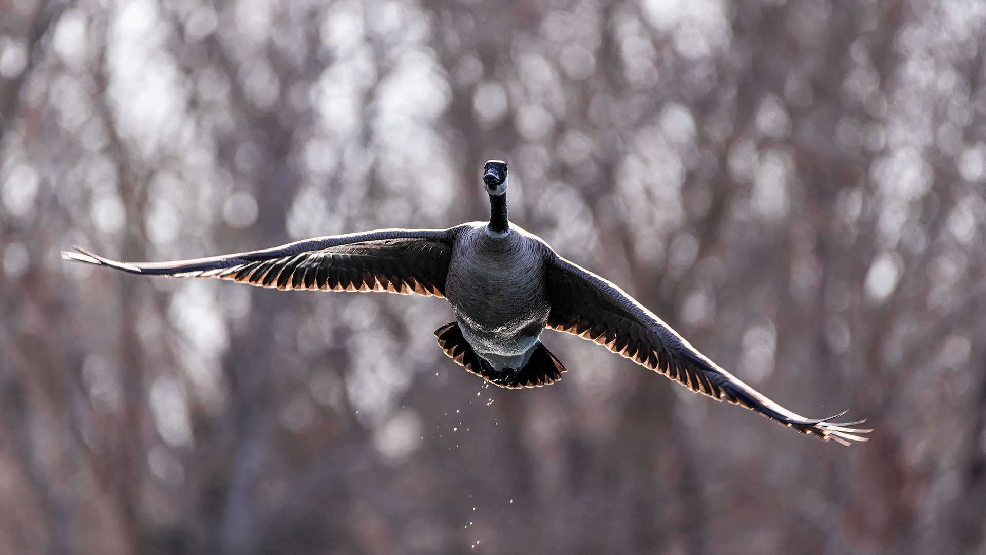 Canada Goose (in flight) near Carburn Park, Calgary, AB