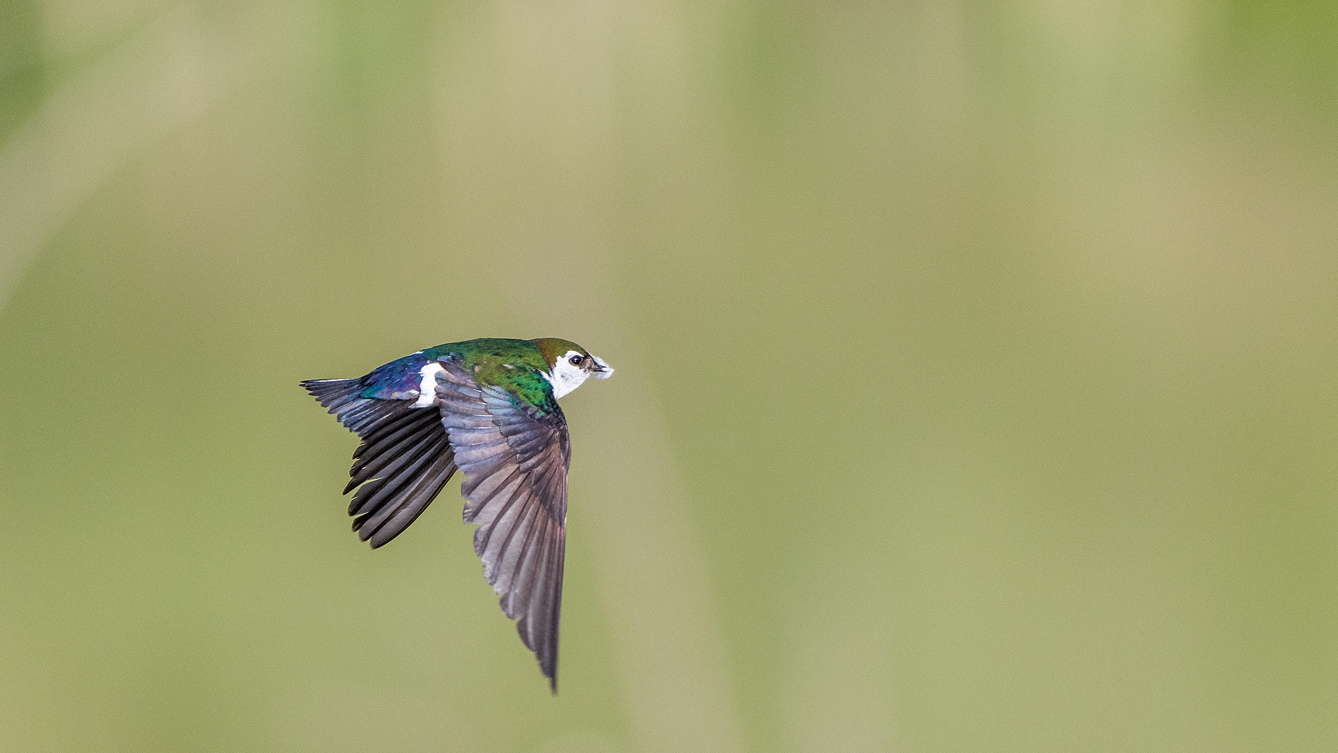 Violet-Green Swallow (in flight) at the Marshall Springs ponds in Fish Creek Provincial Park, Calgary, AB