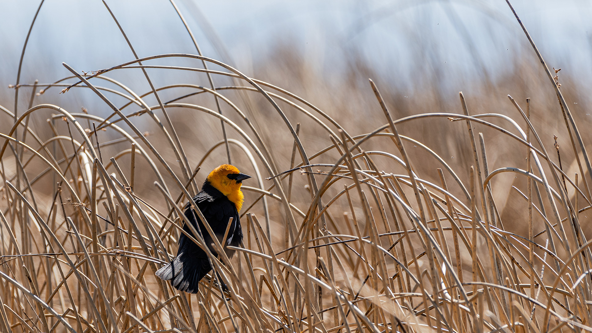 Yellow-headed Blackbird at Frank Lake, AB