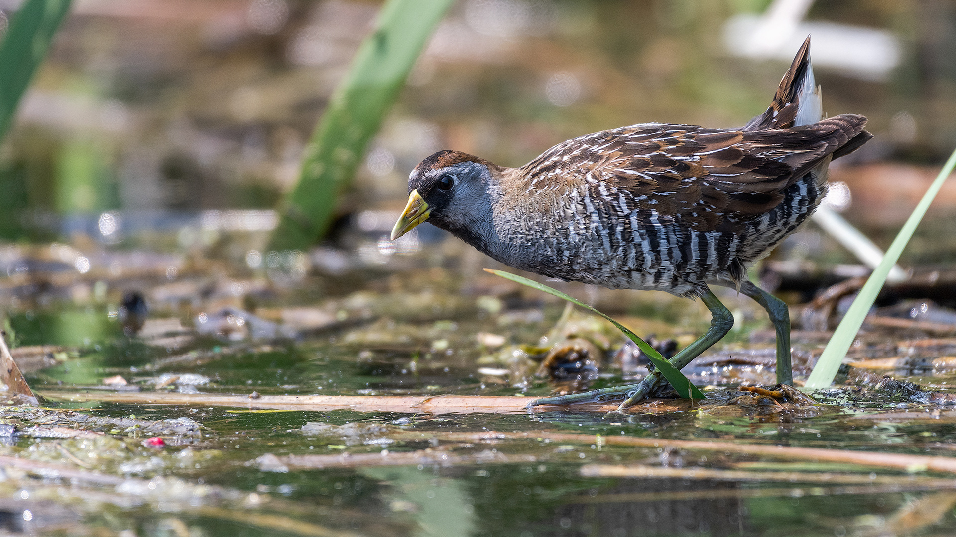 Sora at the ponds in Marshall Springs - Fish Creek Provincial Park, Calgary, Alberta