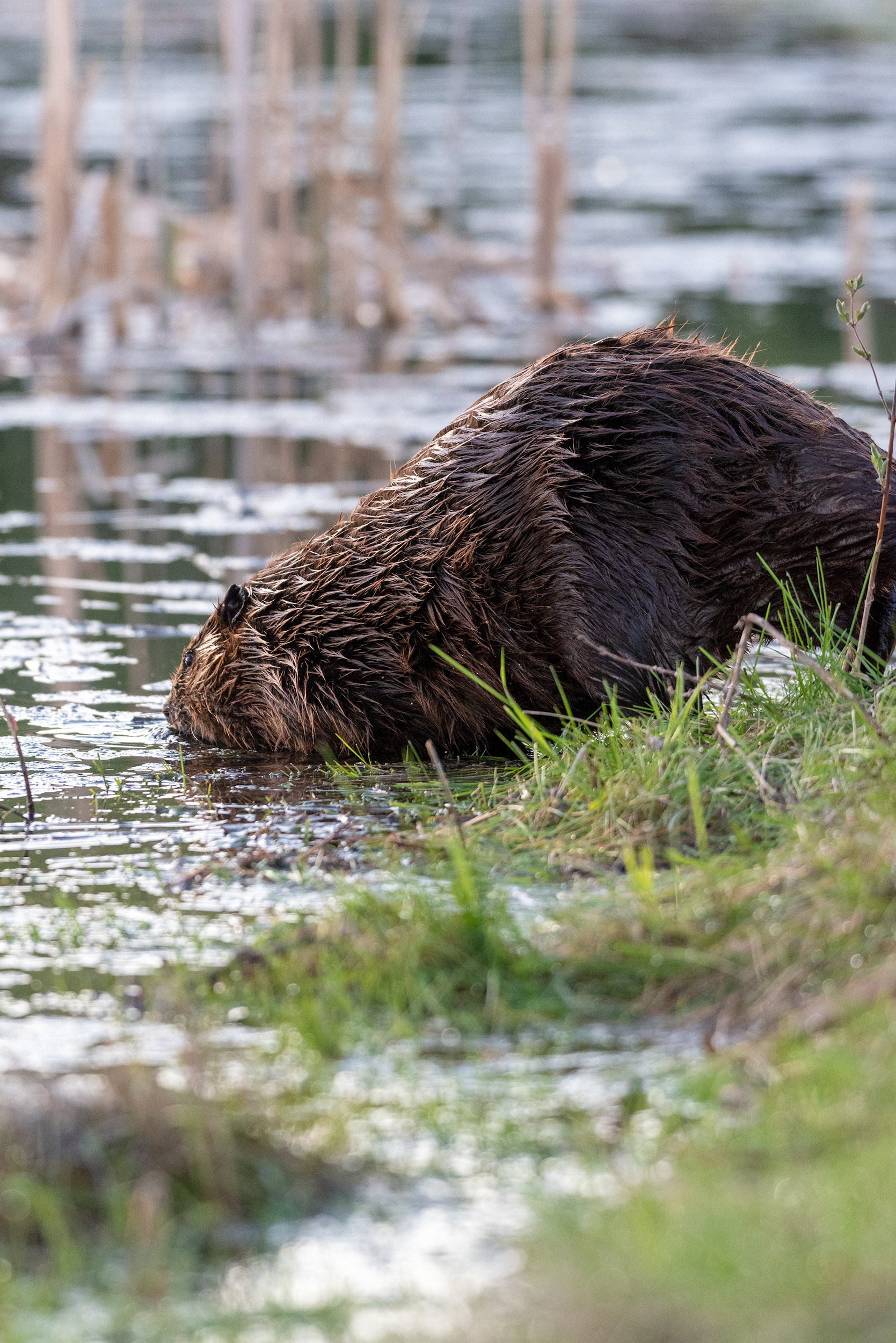 beaver, Marshall Springs, Fish Creek Provincial Park, Calgary, Alberta