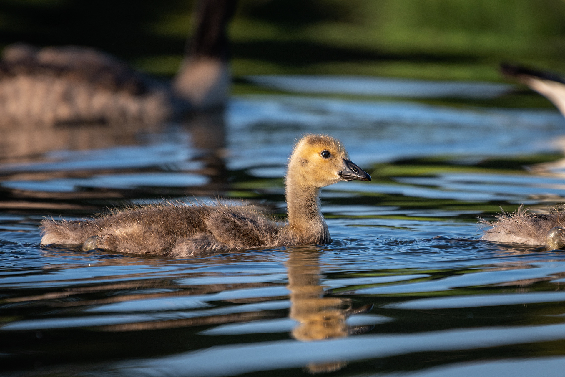Canada Goose (immature), Marshall Springs ponds, Fish Creek Provincial Park, Calgary, AB