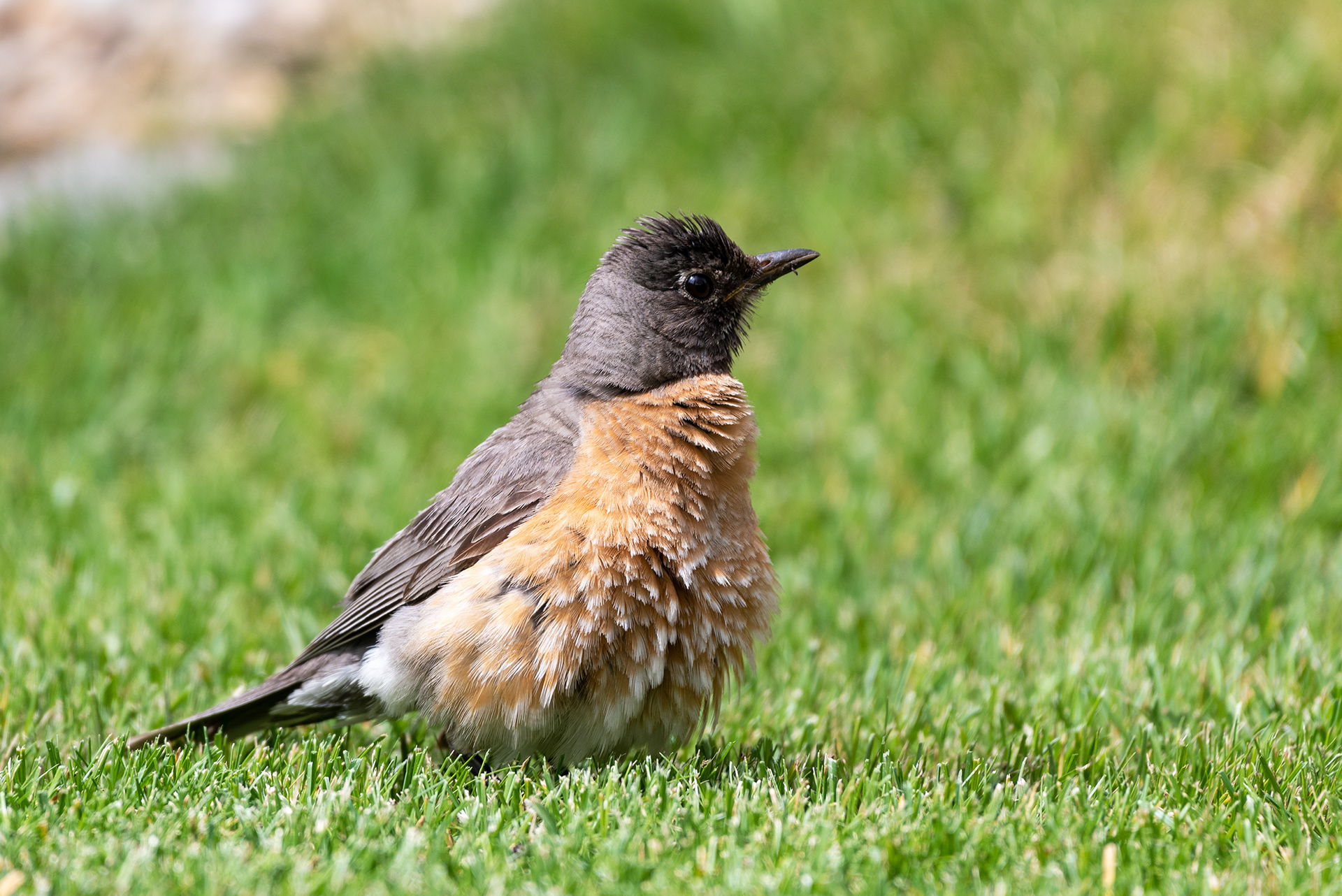 Young American Robin airing out the feathers
