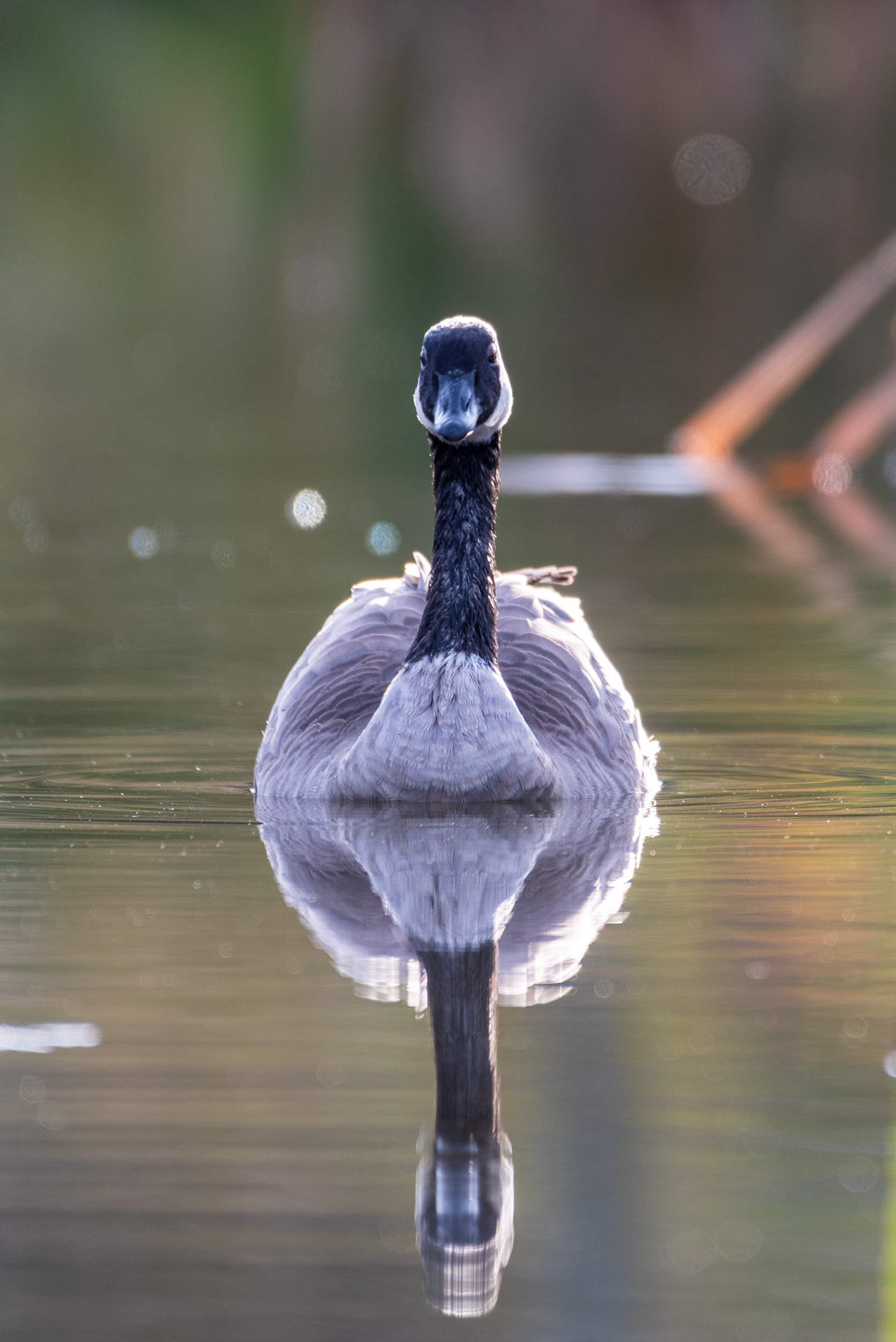 Canada Goose at the Marshall Springs ponds in Fish Creek Provincial Park
