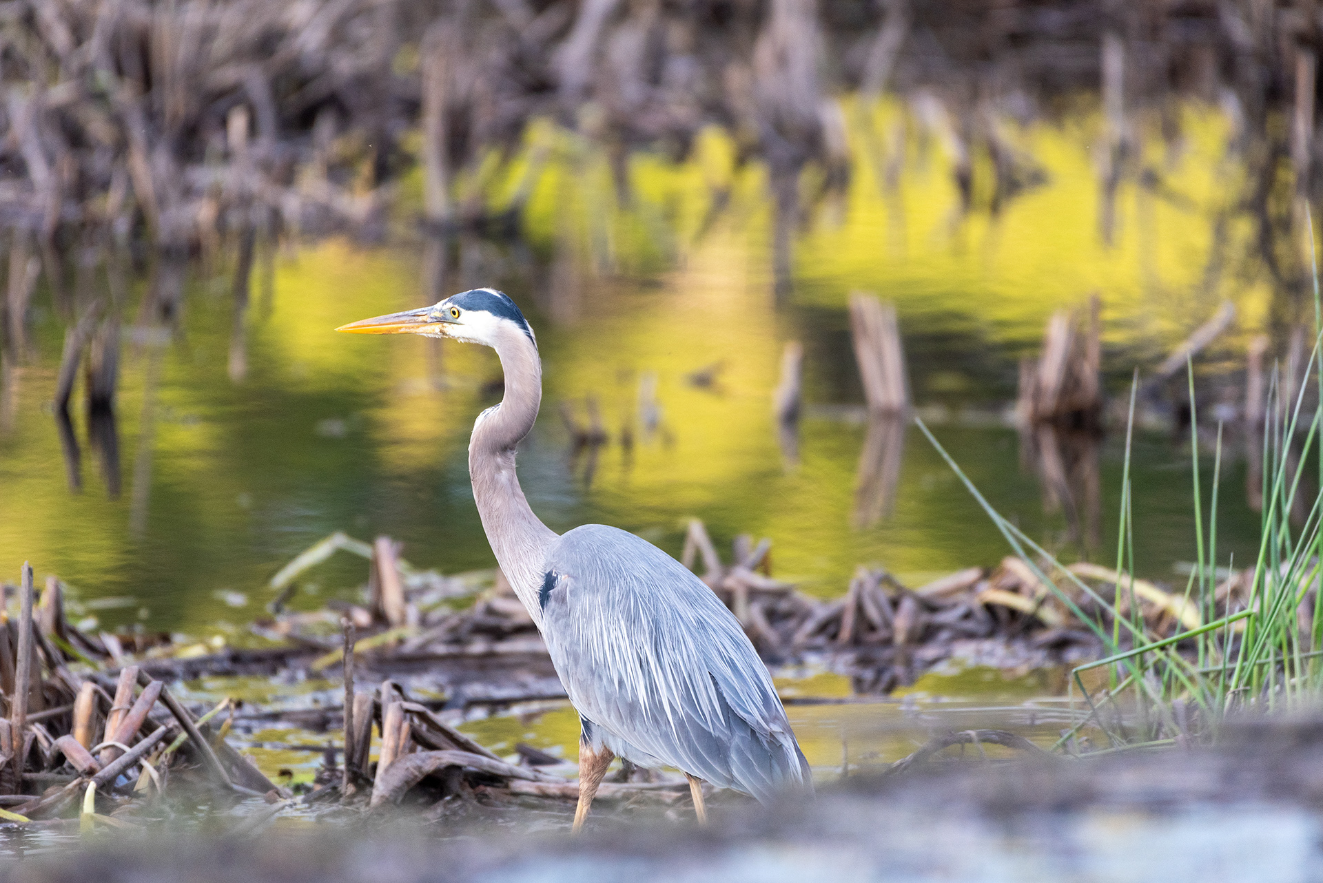 Great Blue Heron