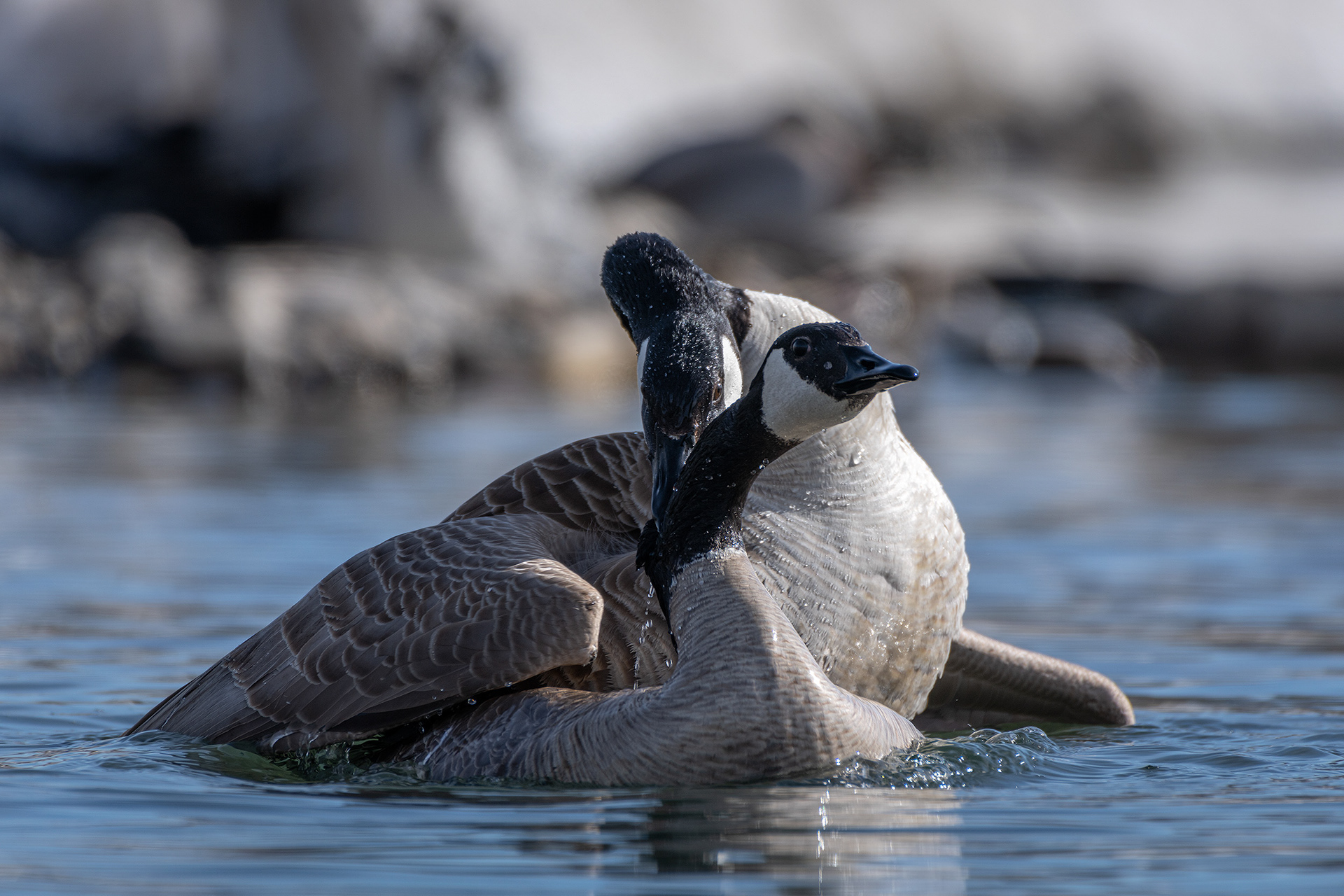 Canada Geese pair mating, near the Harvie Passage of the Bow River, Pearce Estate Park, Calgary, AB