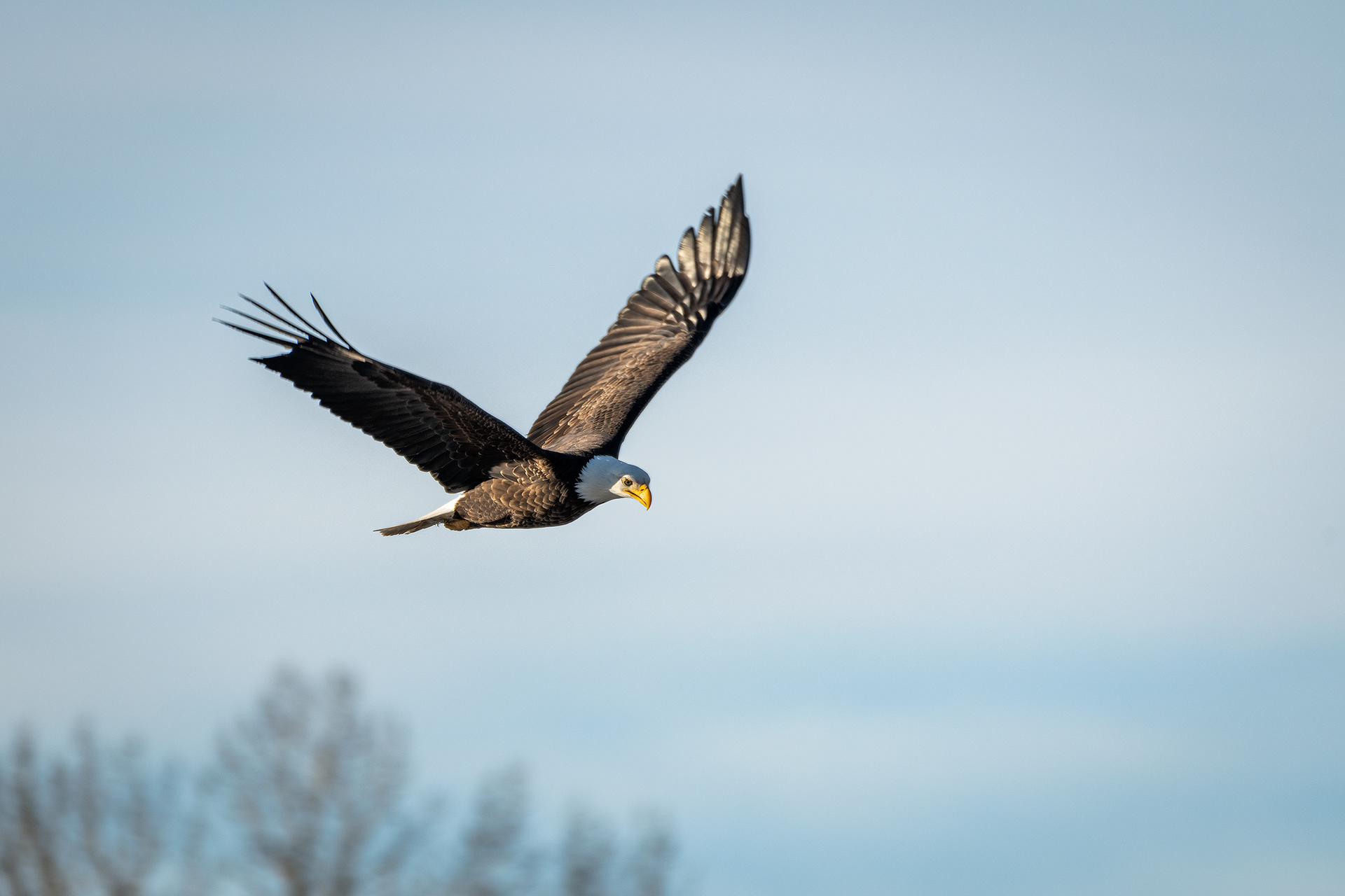Bald Eagle (in flight) - Carburn Park, Calgary, AB