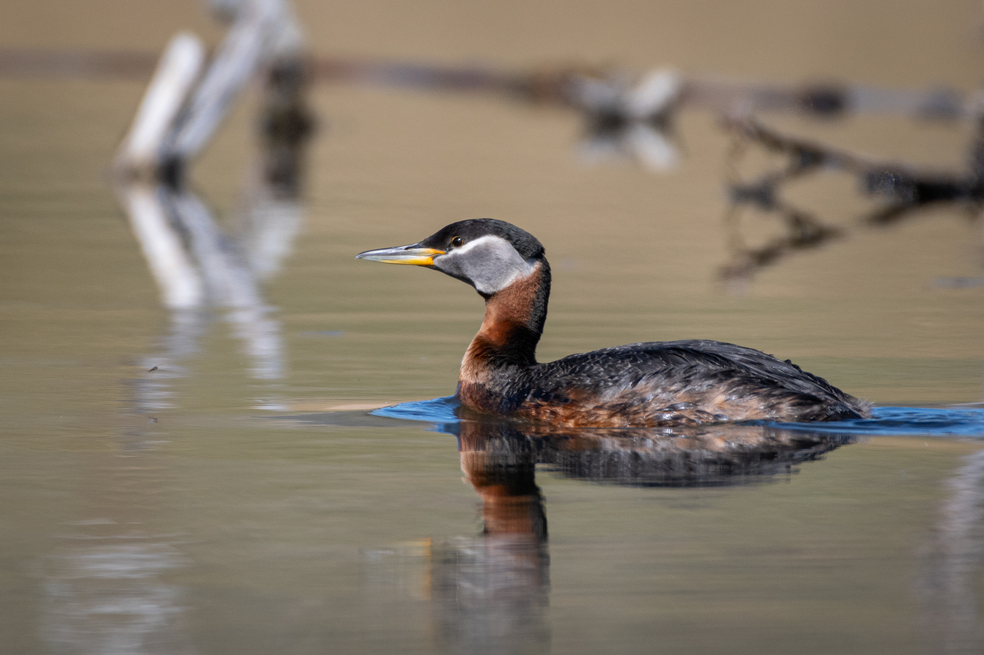 Red-necked Grebe (male), Marshall Springs ponds, Fish Creek Provincial Park, Calgary, AB