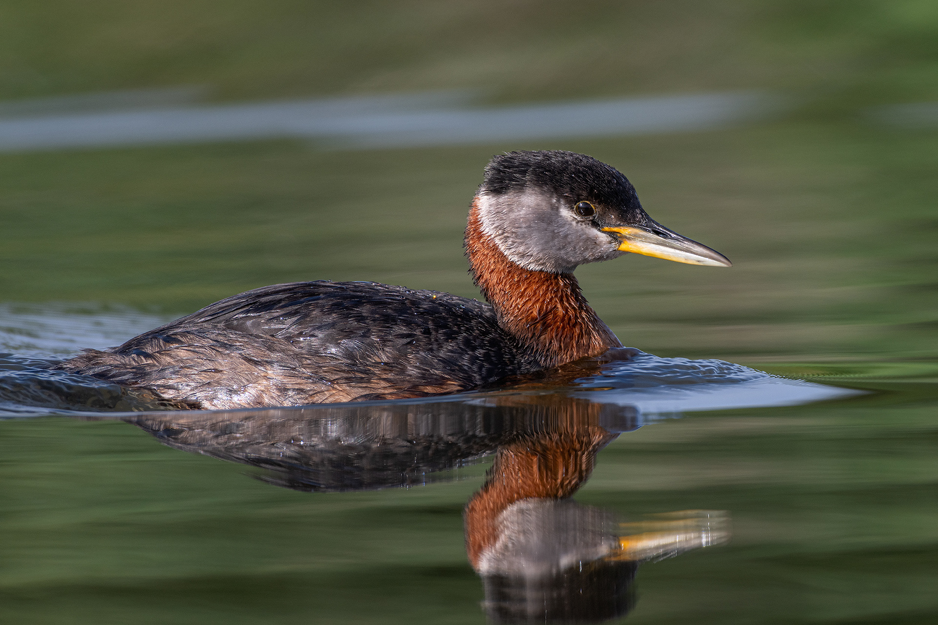 Red-necked Grebe, Marshall Springs ponds, Fish Creek Provincial Park, Calgary, AB