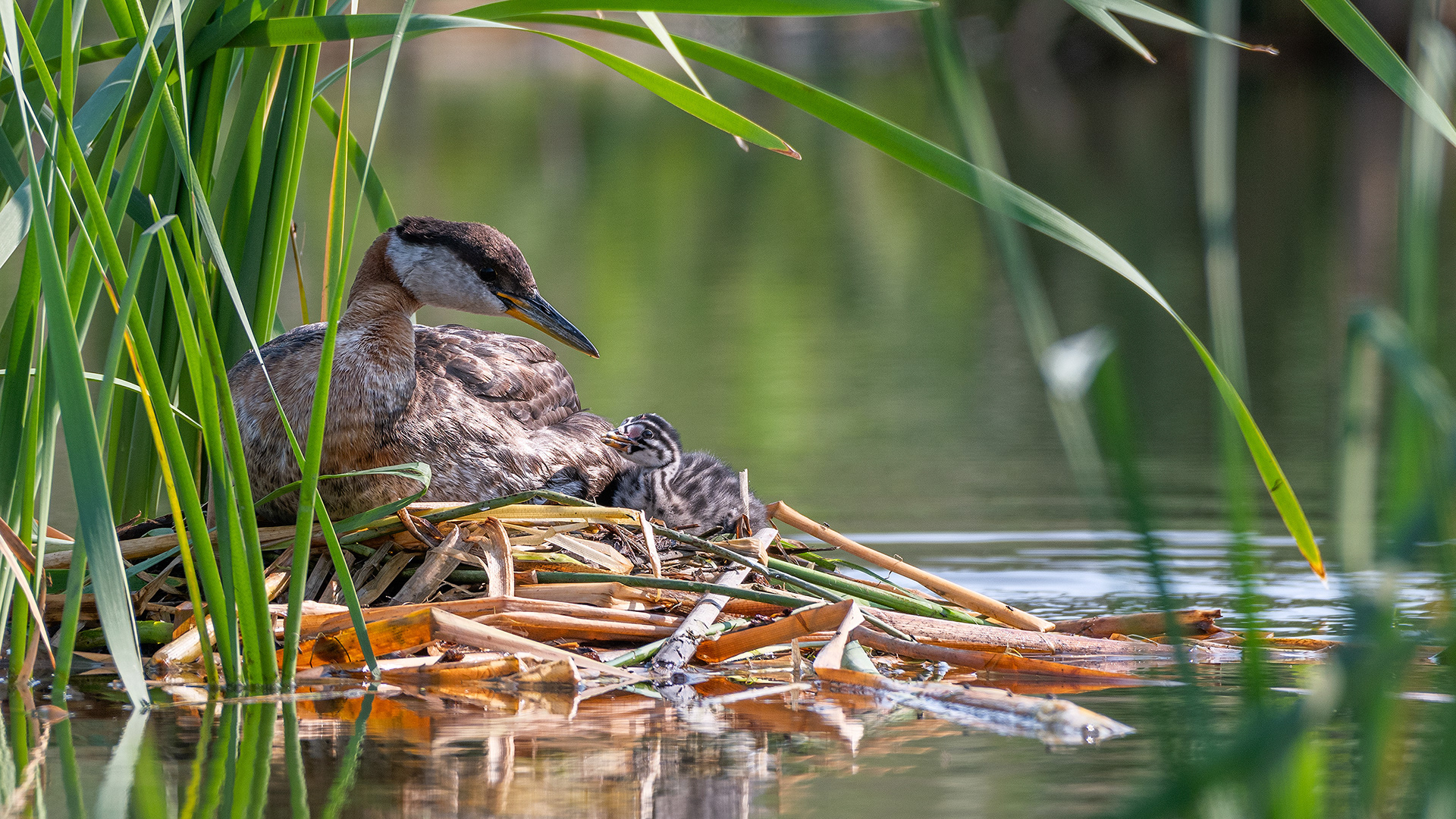 Red-necked Grebe (female), on her nest, interacting with a chick next to her, Marshall Springs - Fish Creek Prov. Park, Calgary, AB