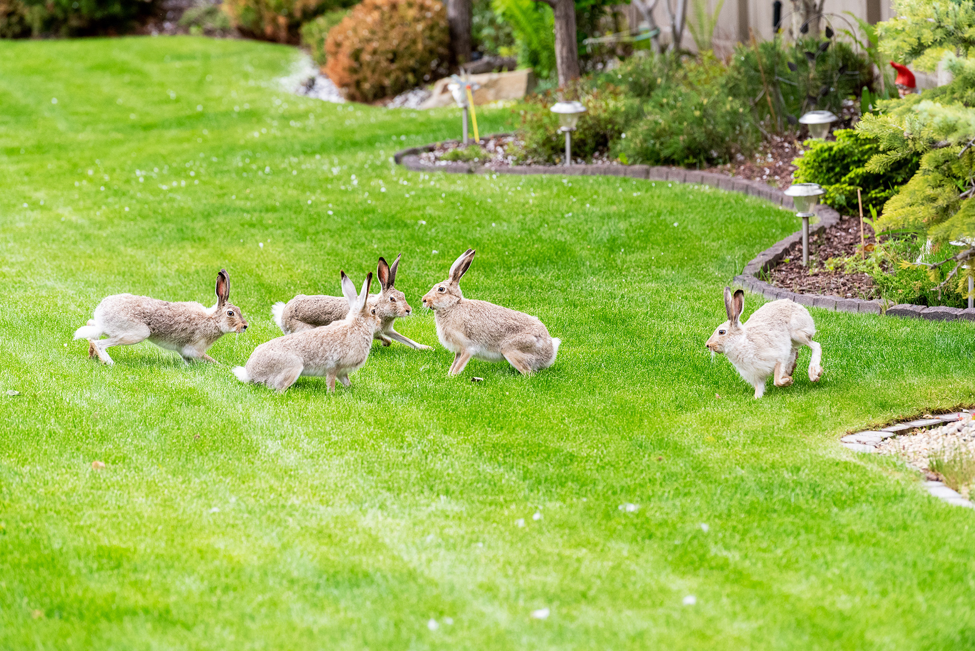 wild hares, Bridlewood, Calgary, Alberta