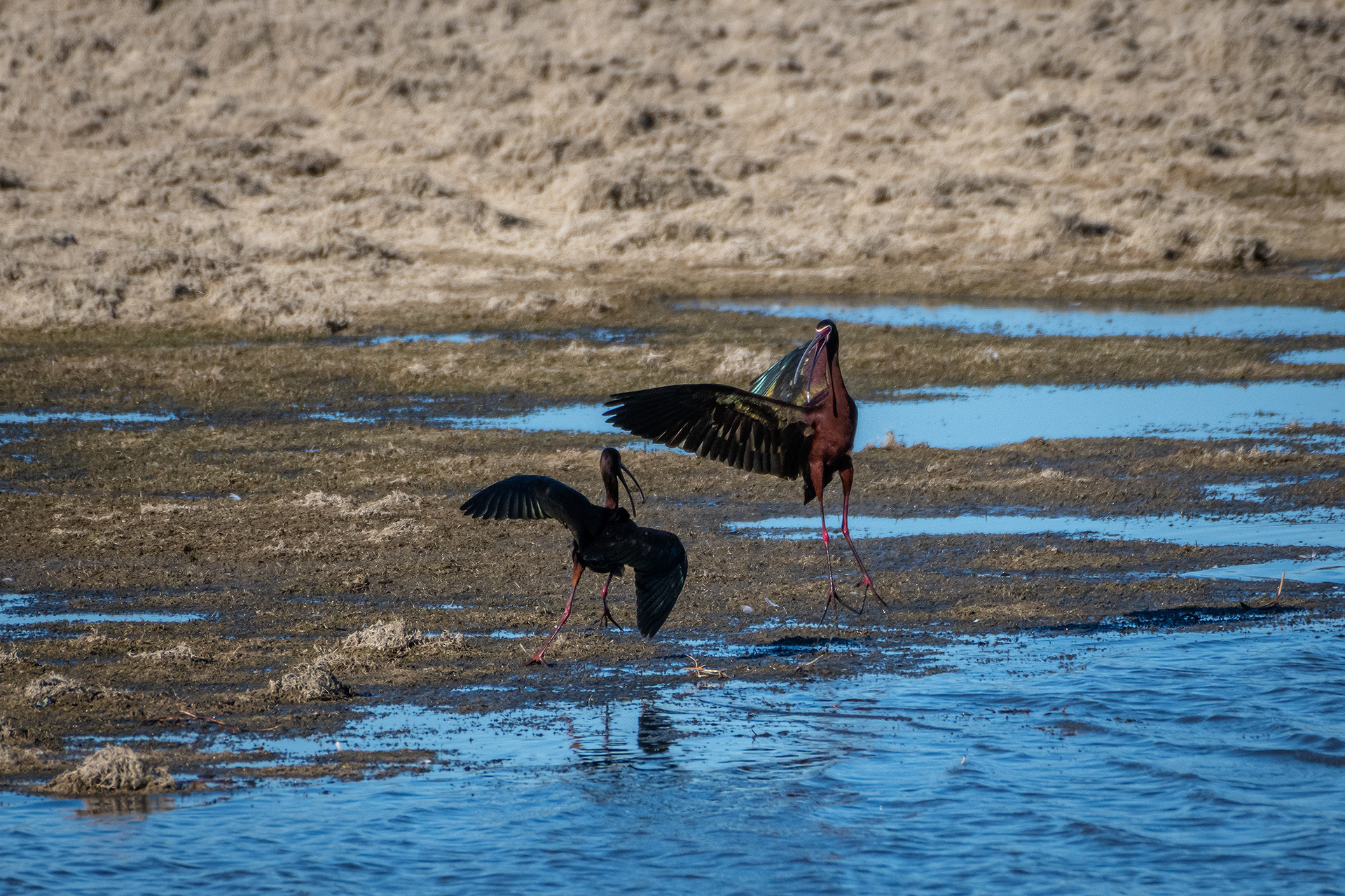 White-faced Ibises, Glenmore Reservoir, North Glenmore Park, Calgary, AB