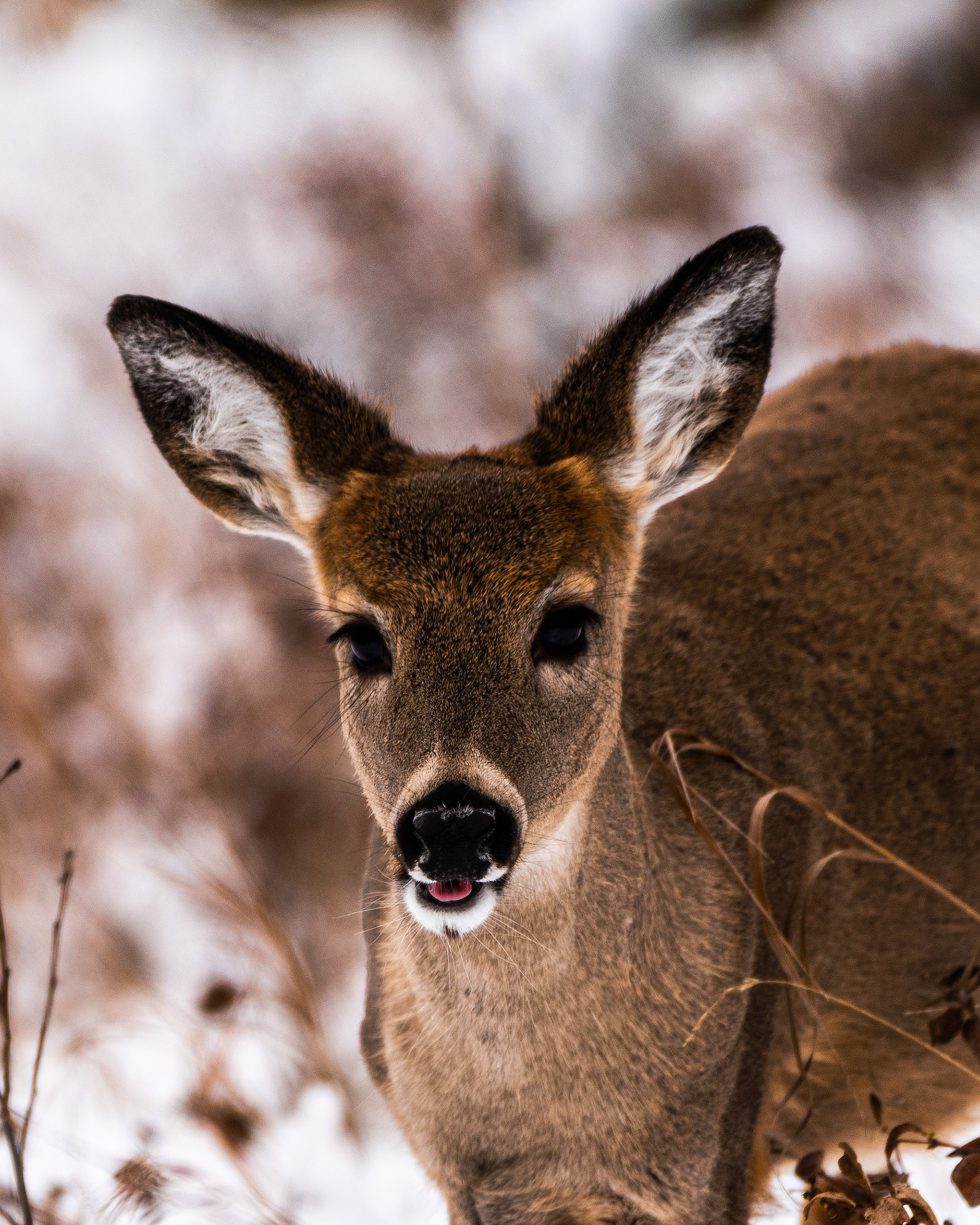 White-tailed Deer near the Marshall Springs ponds in Fish Creek Provincial Park