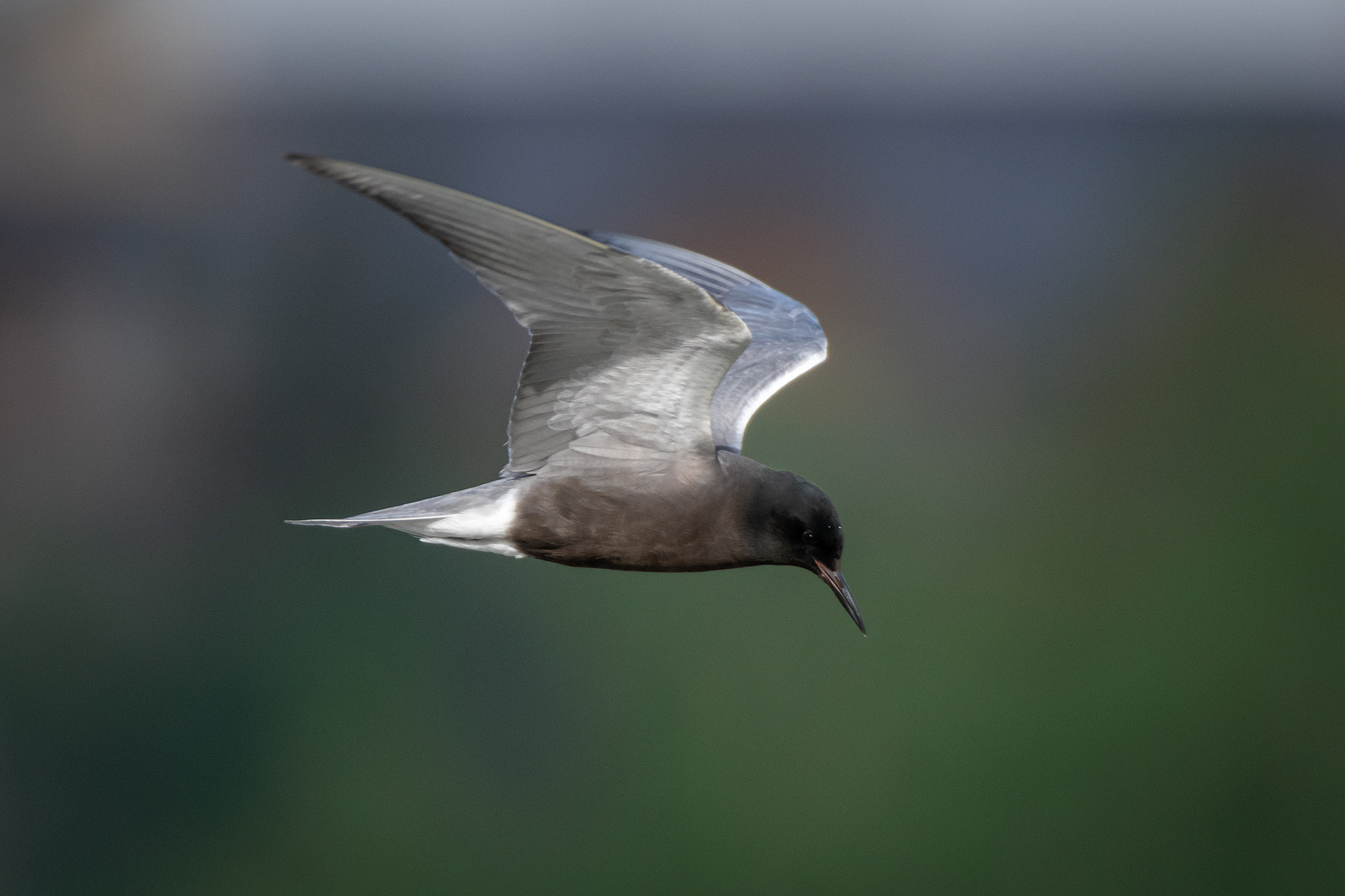 Black Tern (in flight), Marshall Springs ponds, Fish Creek Provincial Park, Calgary, AB