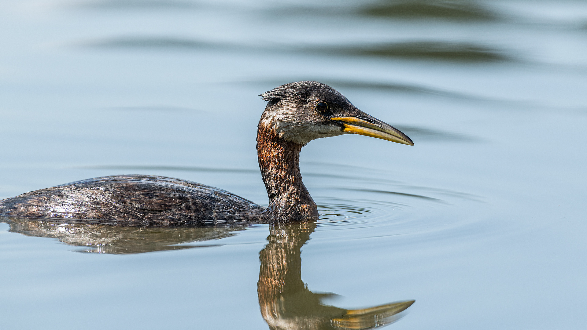 Red-necked Grebe (female), Marshall Springs - Fish Creek Prov. Park, Calgary, AB